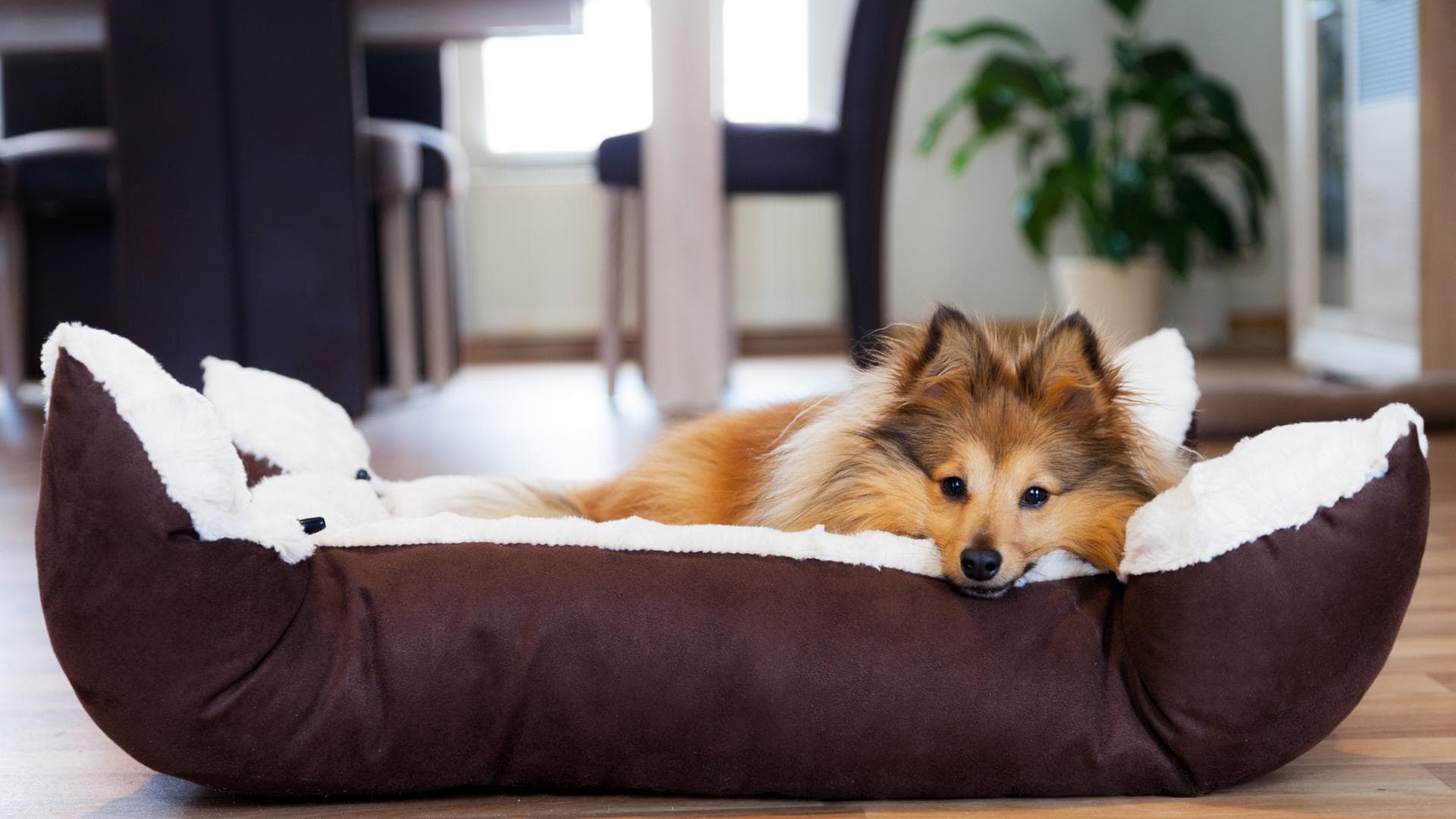 Diese Tipps helfen, wenn Ihr Hund erbricht. Diese Tipps helfen, wenn Ihr Hund erbricht.