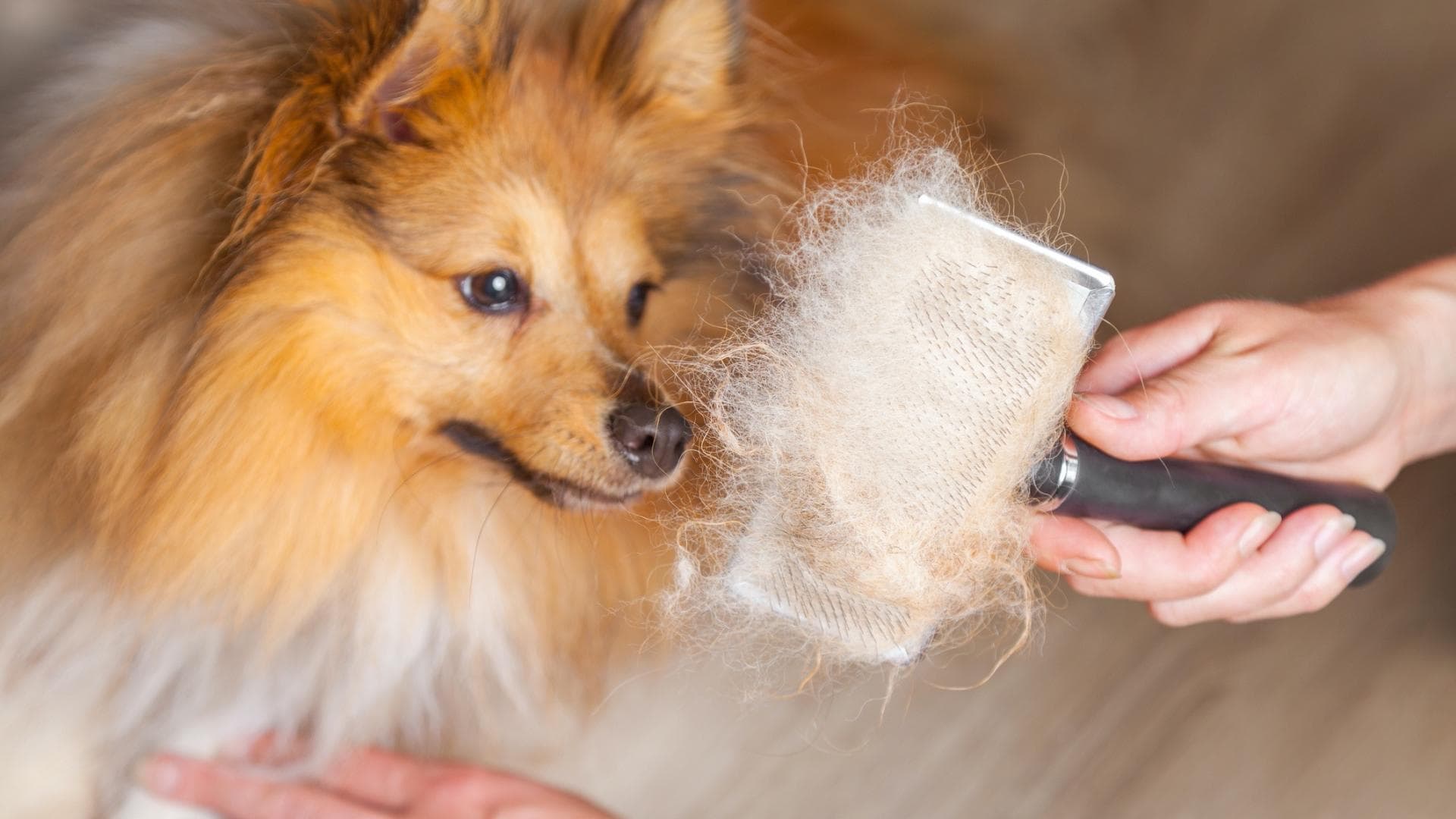 Hund bürsten