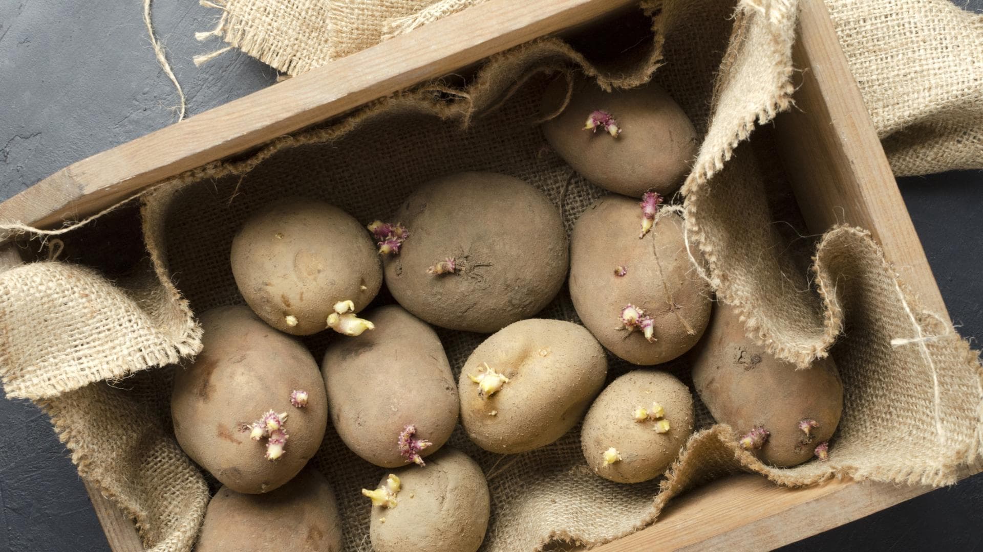 Keimende Kartoffeln