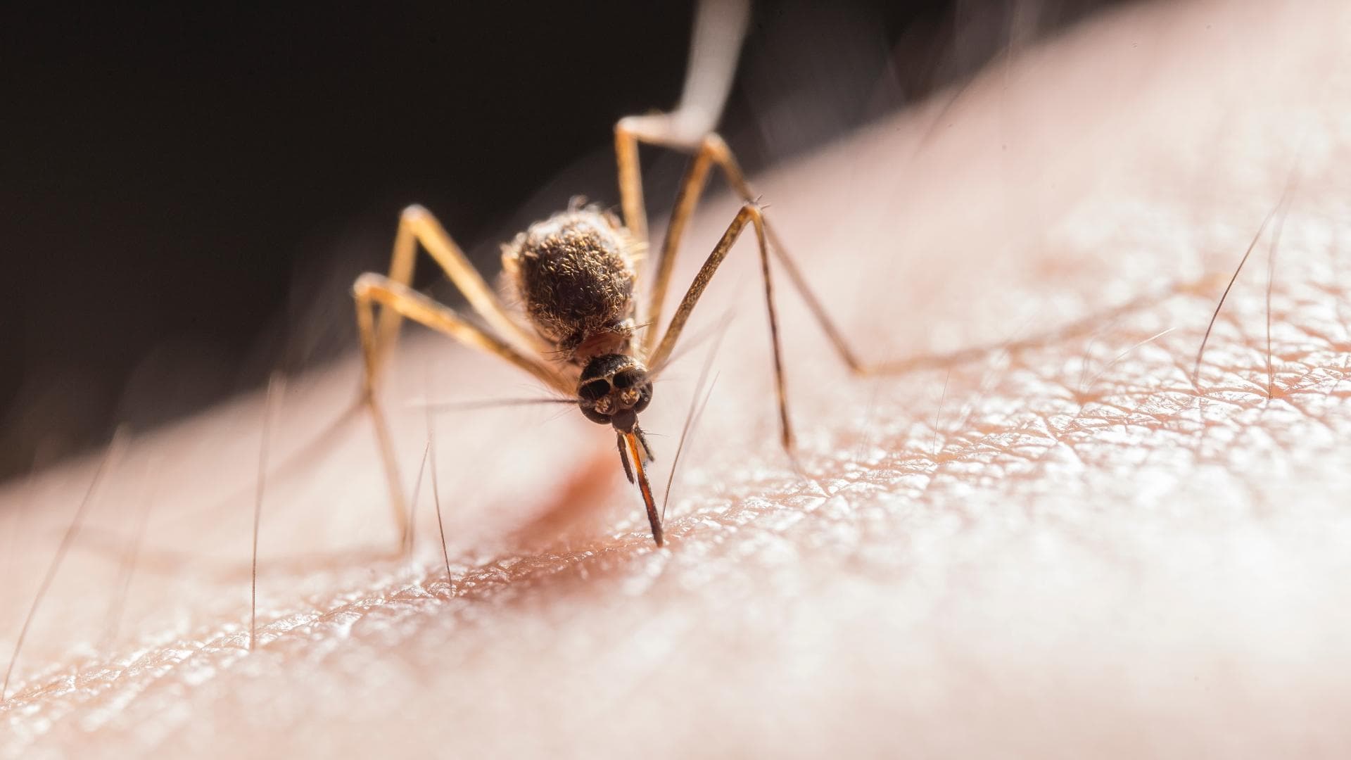 Das Chikungunya-Virus, das das gleichnamige Fieber auslöst, wird durch Stechmücken übertragen.