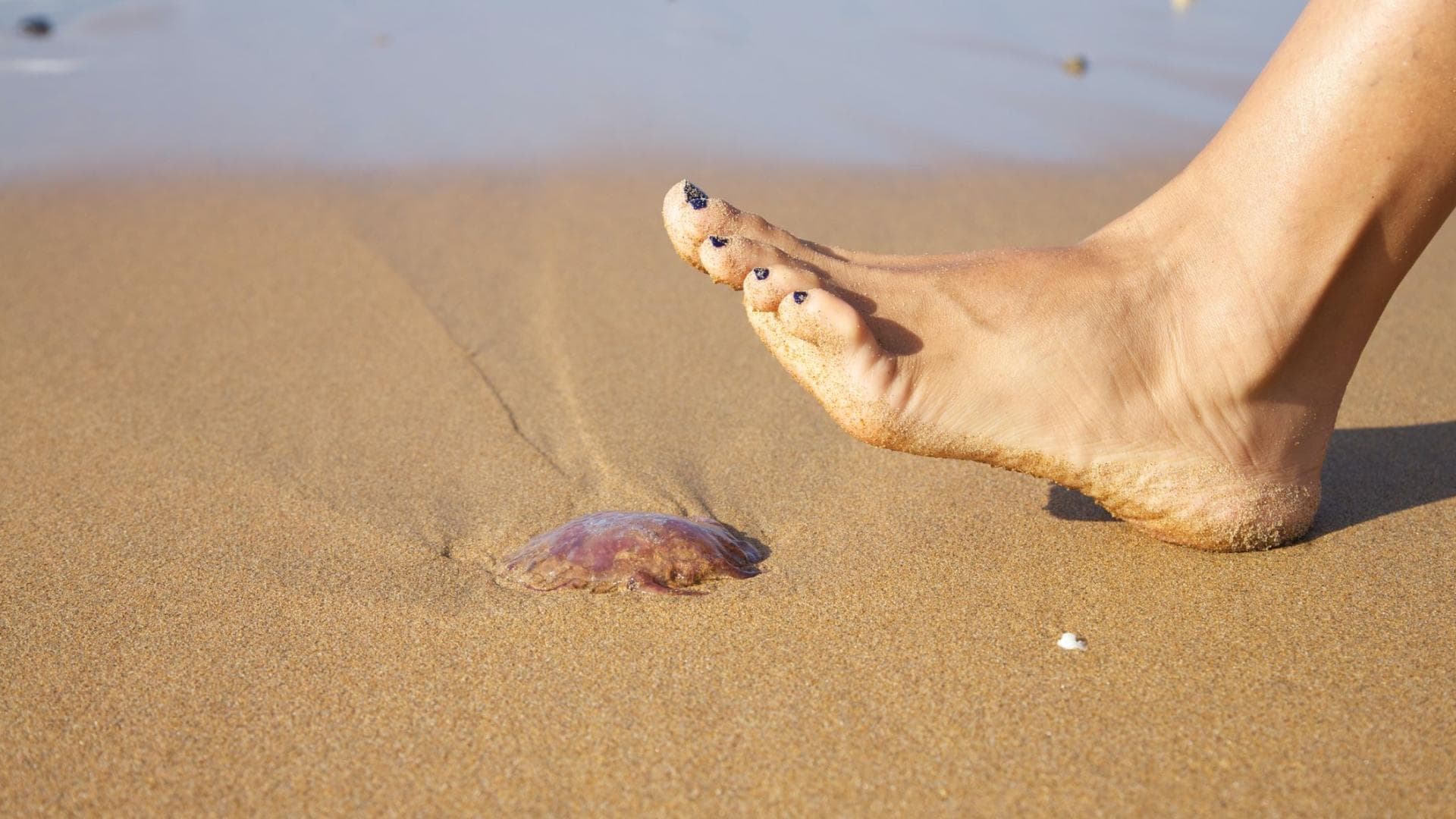 Qualle am Strand