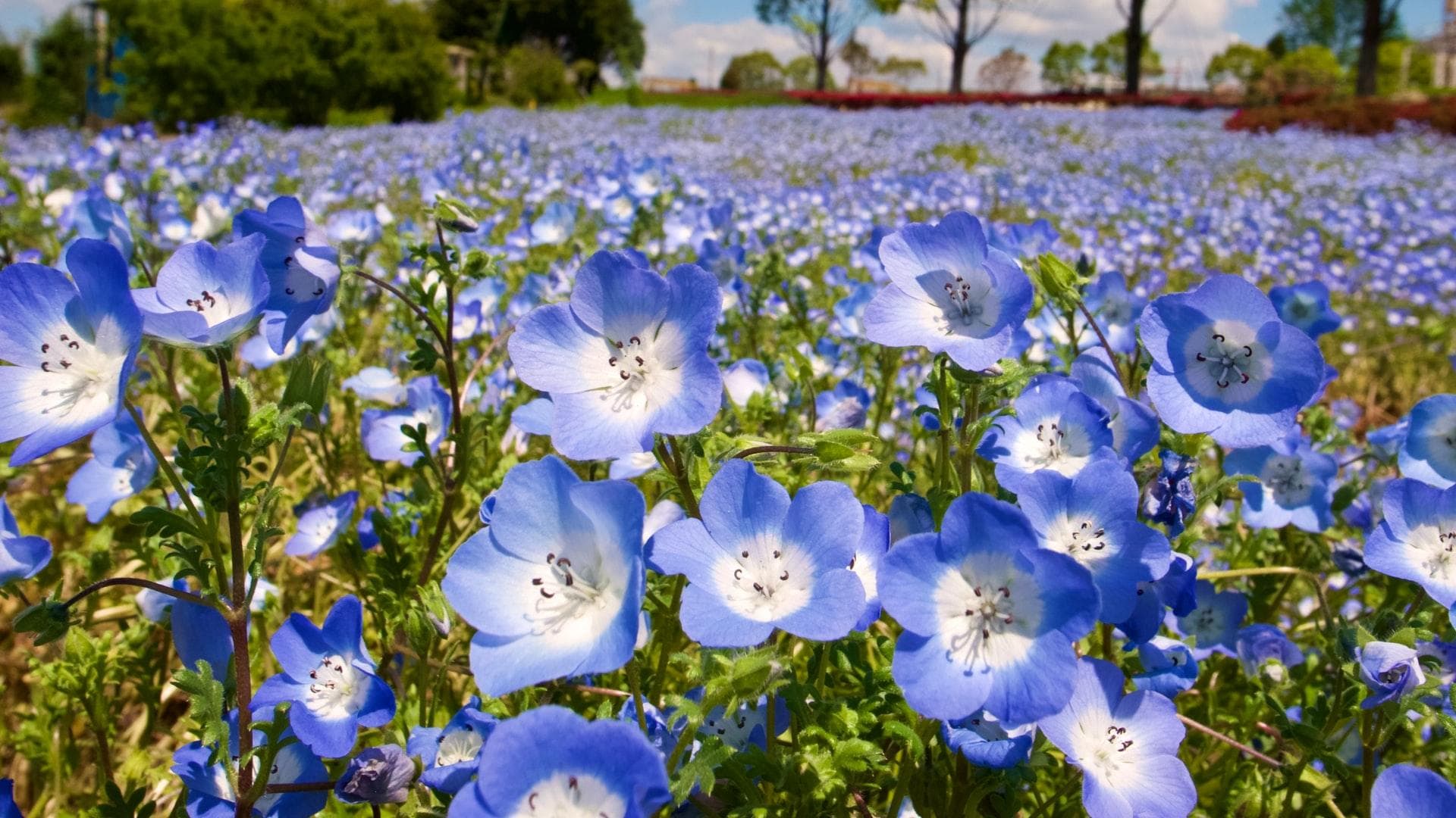 Ein Feld mit Flachs
