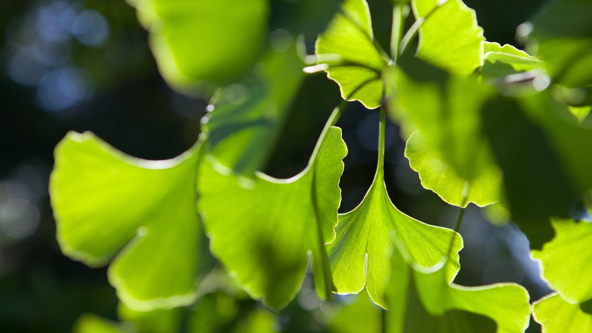 Gingko Gingko