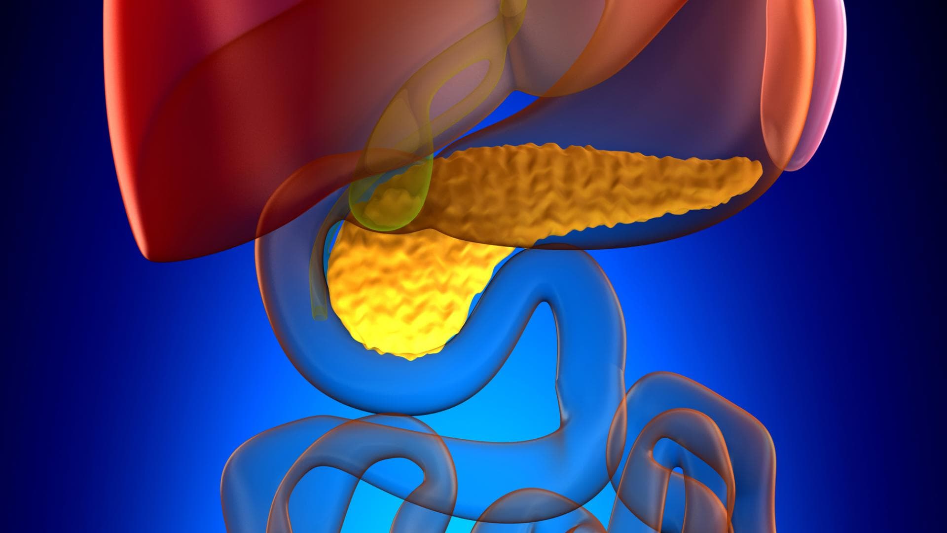Animierte anatomische Ansicht der Leber mit Gallenblase