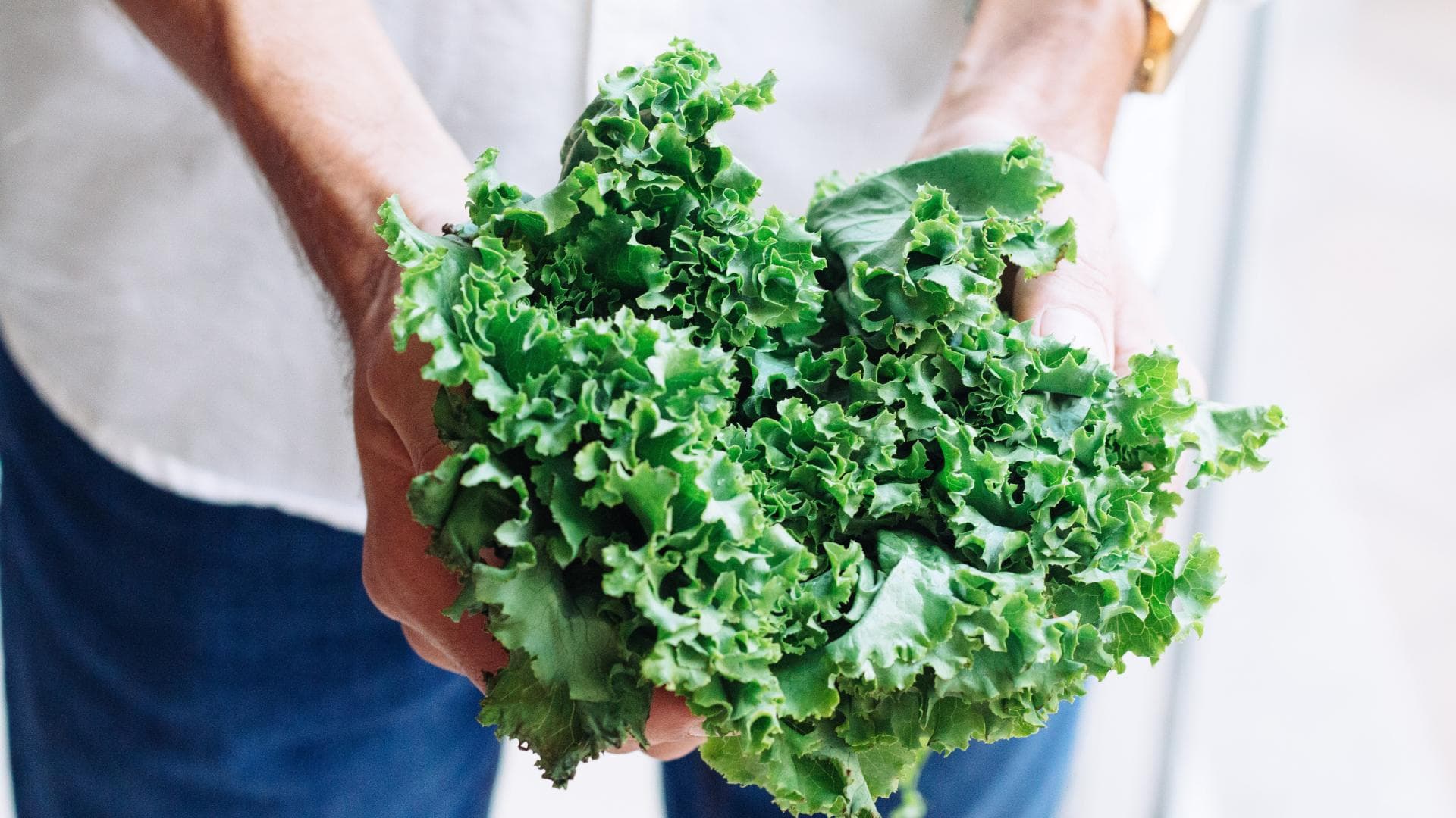 Grünkohl mit Chlorophyll Mann hält Büschel Grünkohl