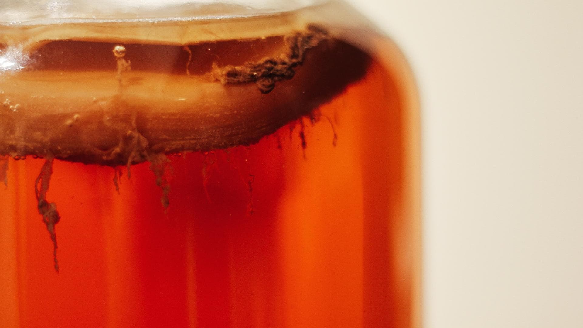 Teepilz auf Kombucha