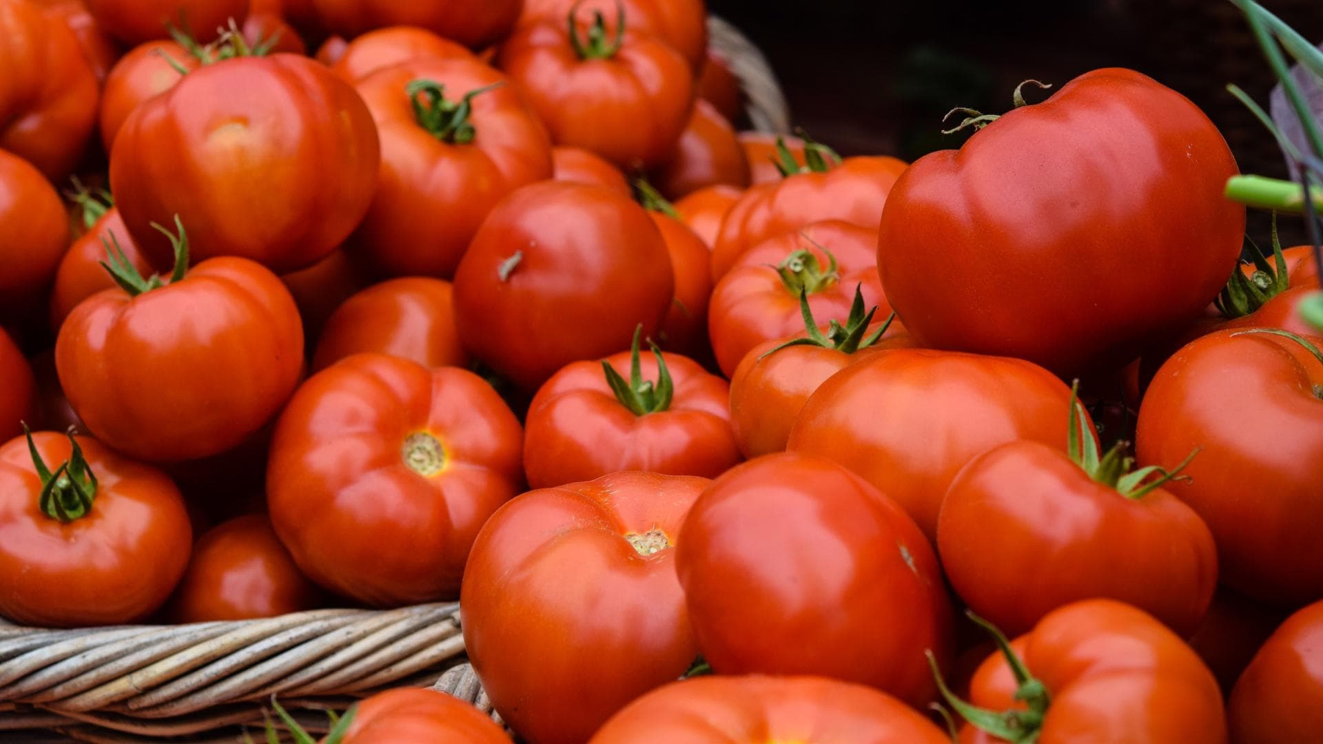 Tomaten nach Ernte im Korb
