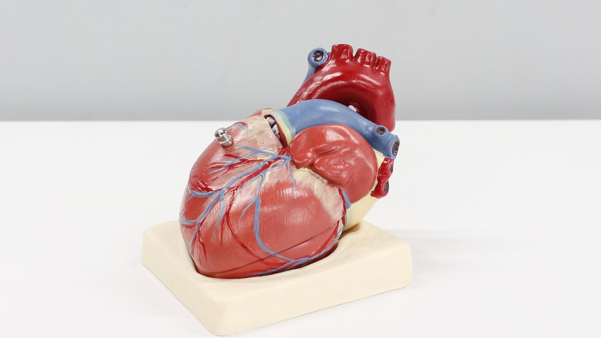 DASH-Diät für gesundes Herz Anatomisches Modell des menschlichen Herzens