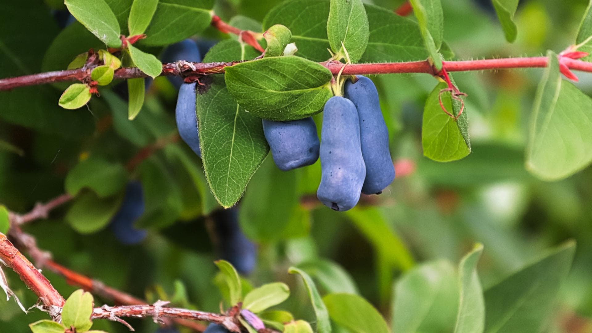 Haskap-Beeren am Strauch