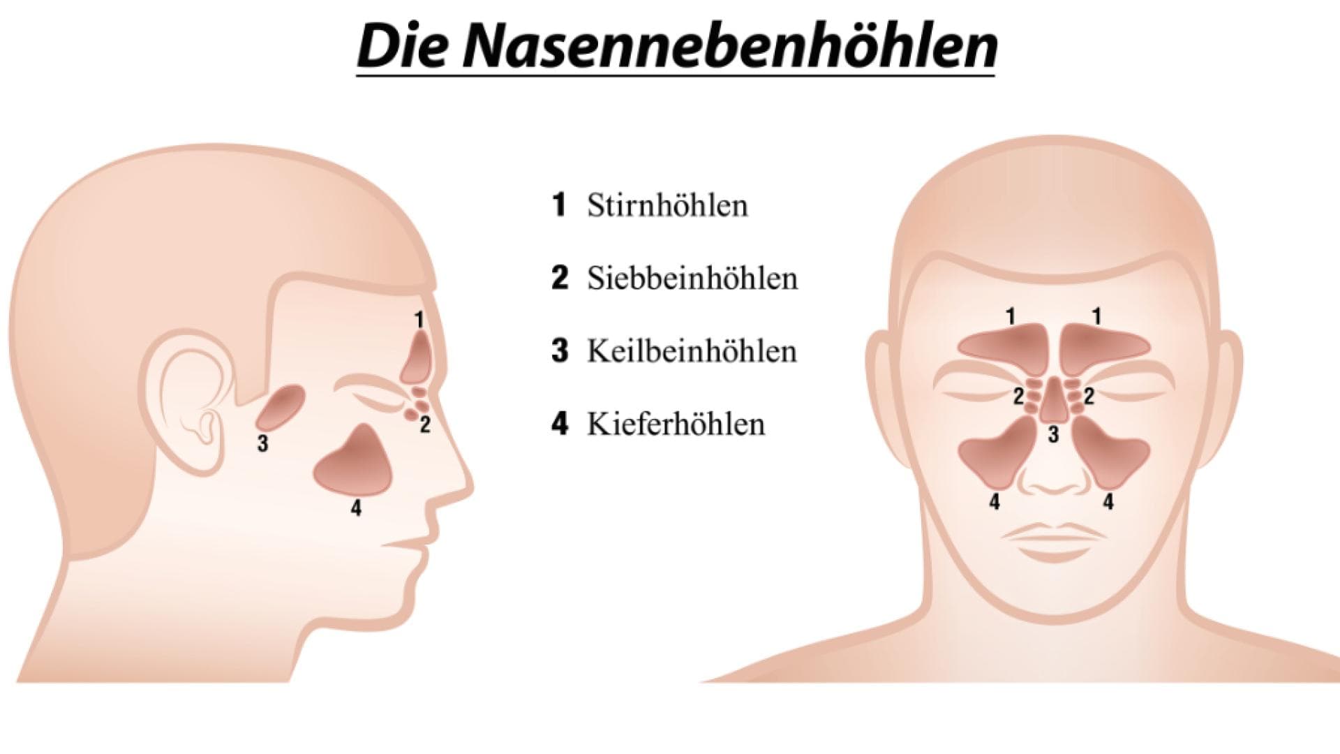 Anatomisches Diagramm der Nasennebenhöhlen