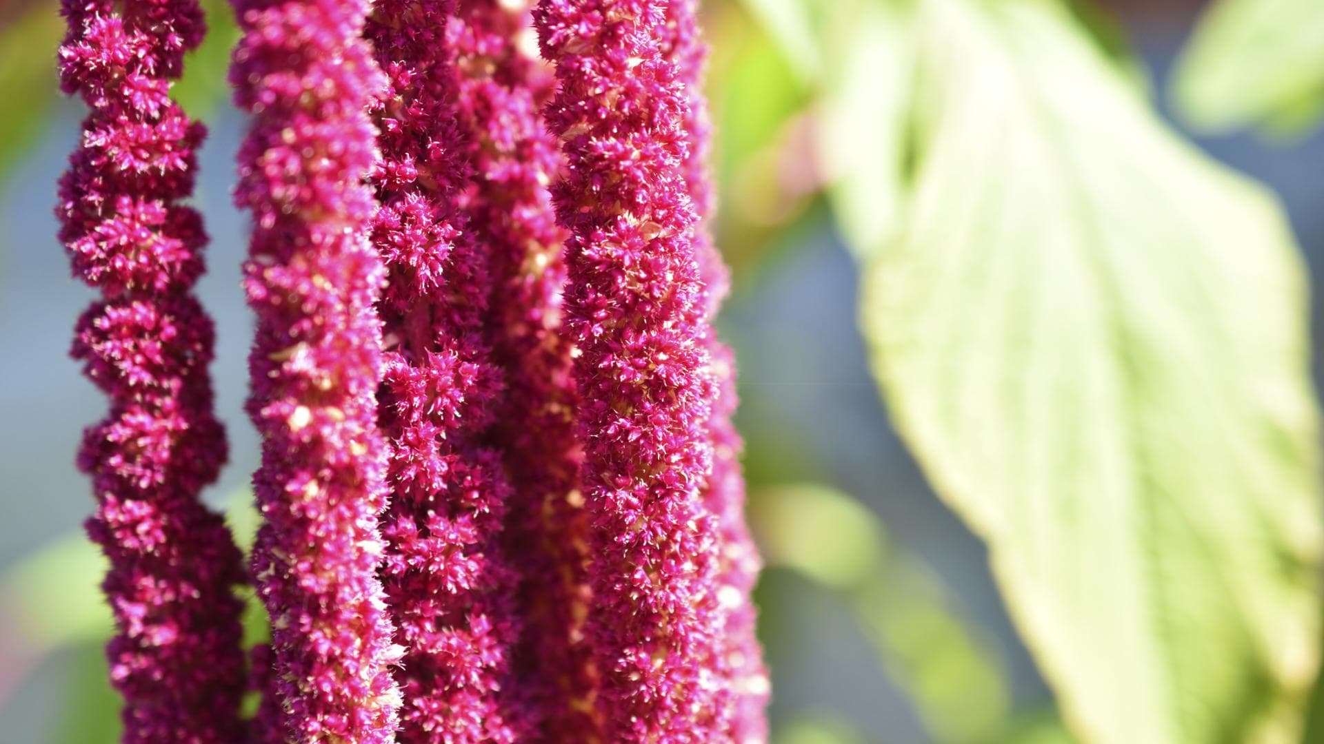 rote Amaranth-Blüten