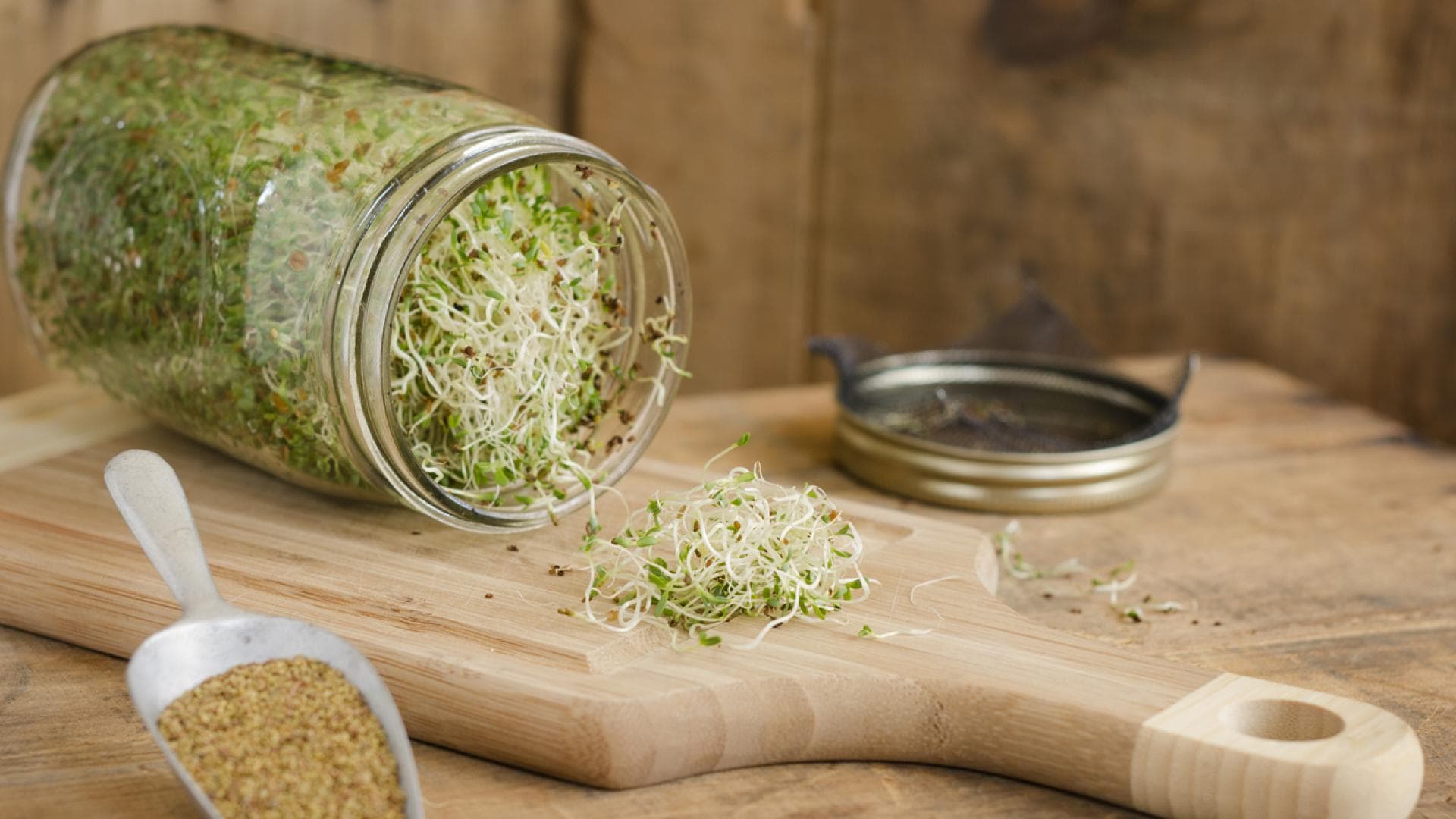 Alfalfa-Sprossen selbst ziehen im Glas Alfalfa-Sprossen aus Einwegglas auf Holzbrett
