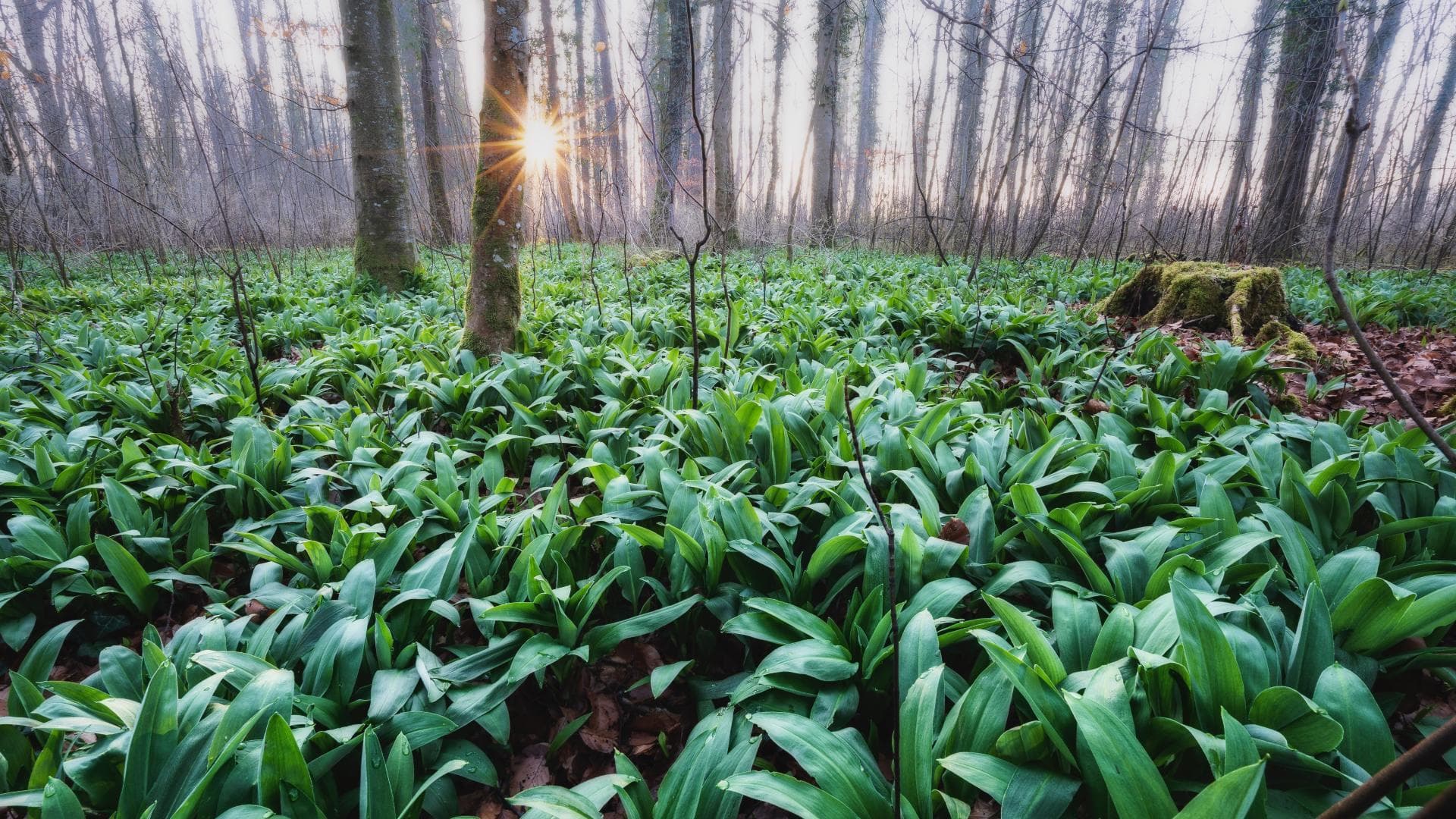 Bärlauch im Wald
