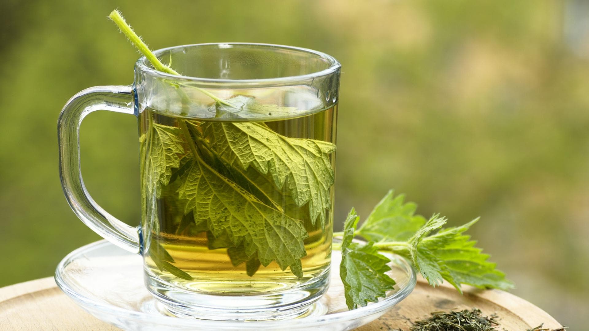 Brennnesseltee zur Schmerzlinderung Brennnesseltee aus frischem Blatt
