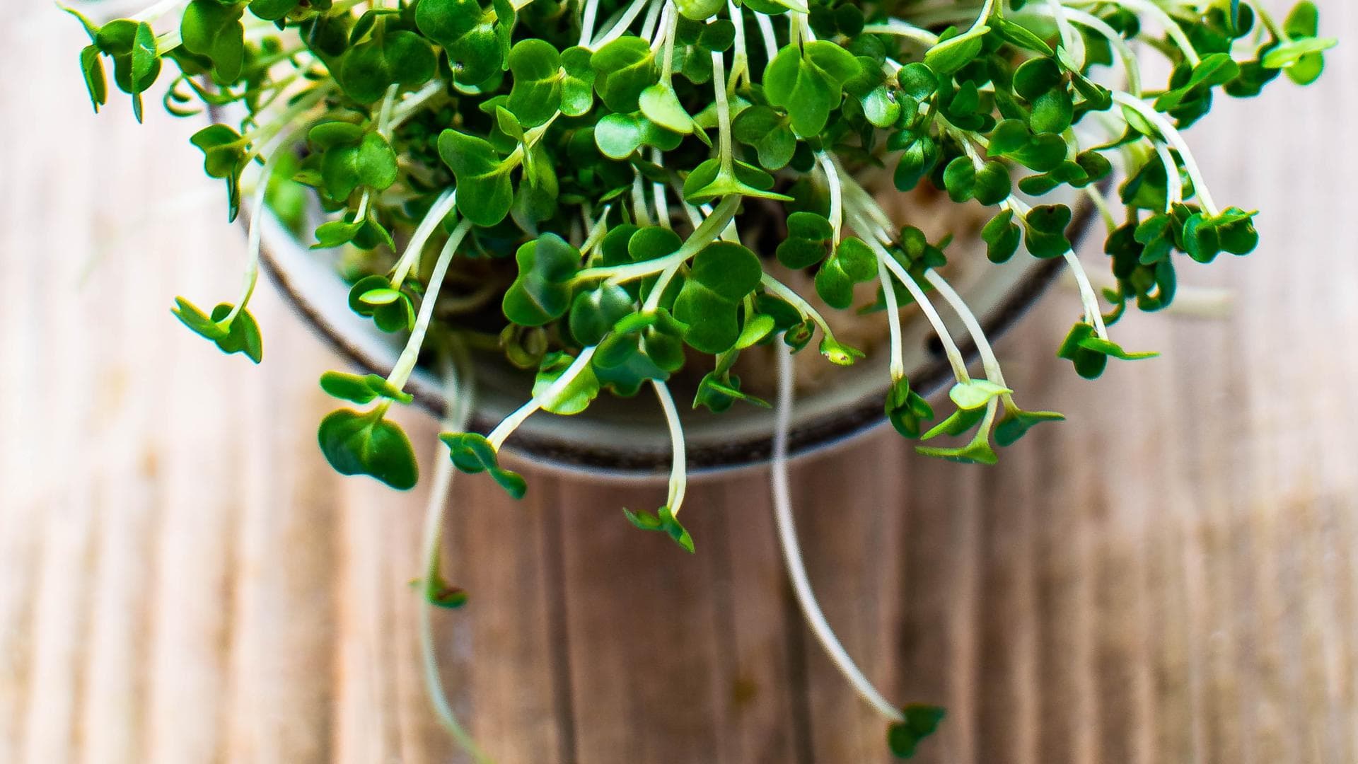 frische Gartenkresse im Glas grüne Kresse im Einmachglas