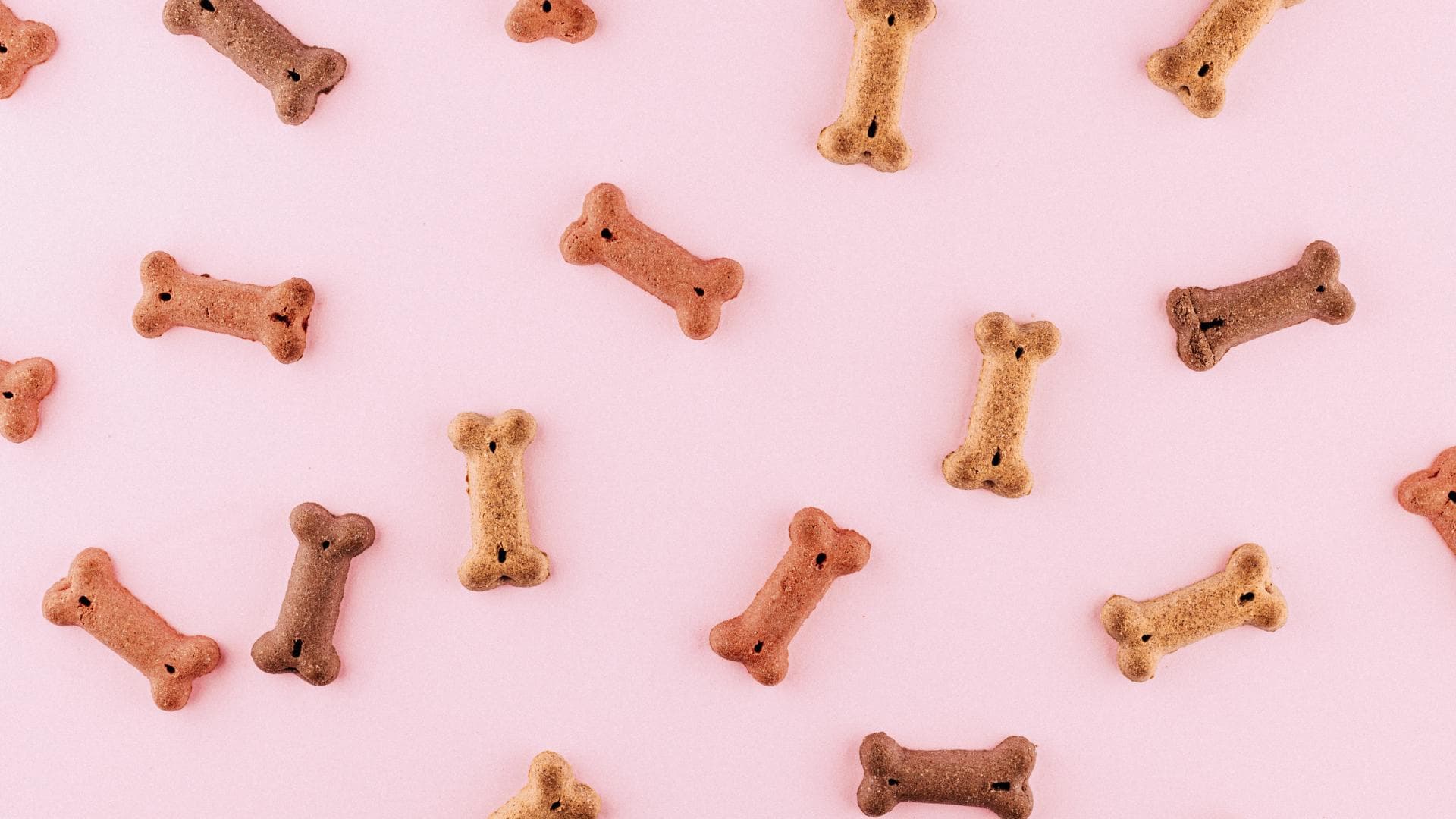 Hundesnacks in Knochenform