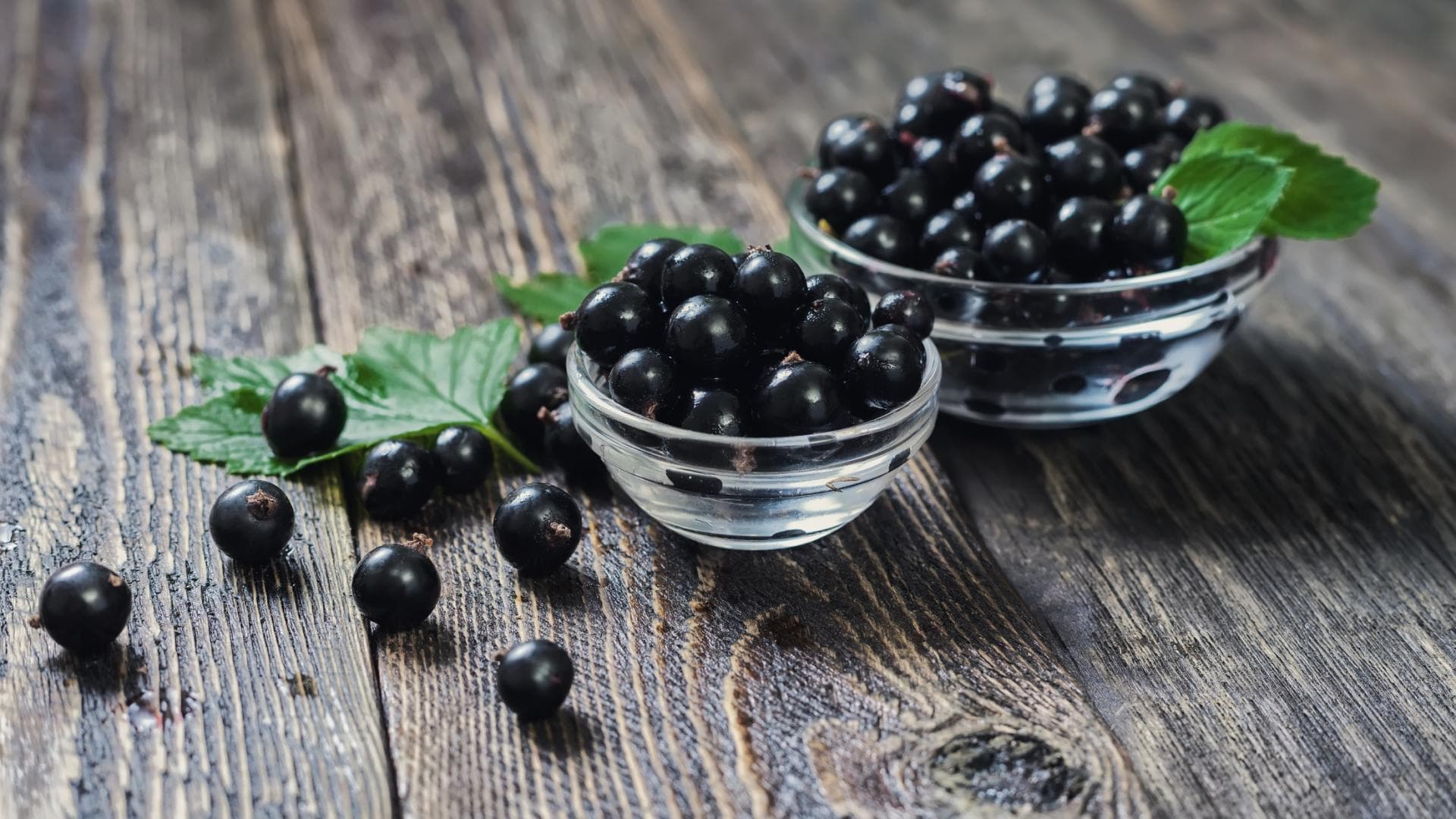 Schwarze Johannisbeeren in Schüssel