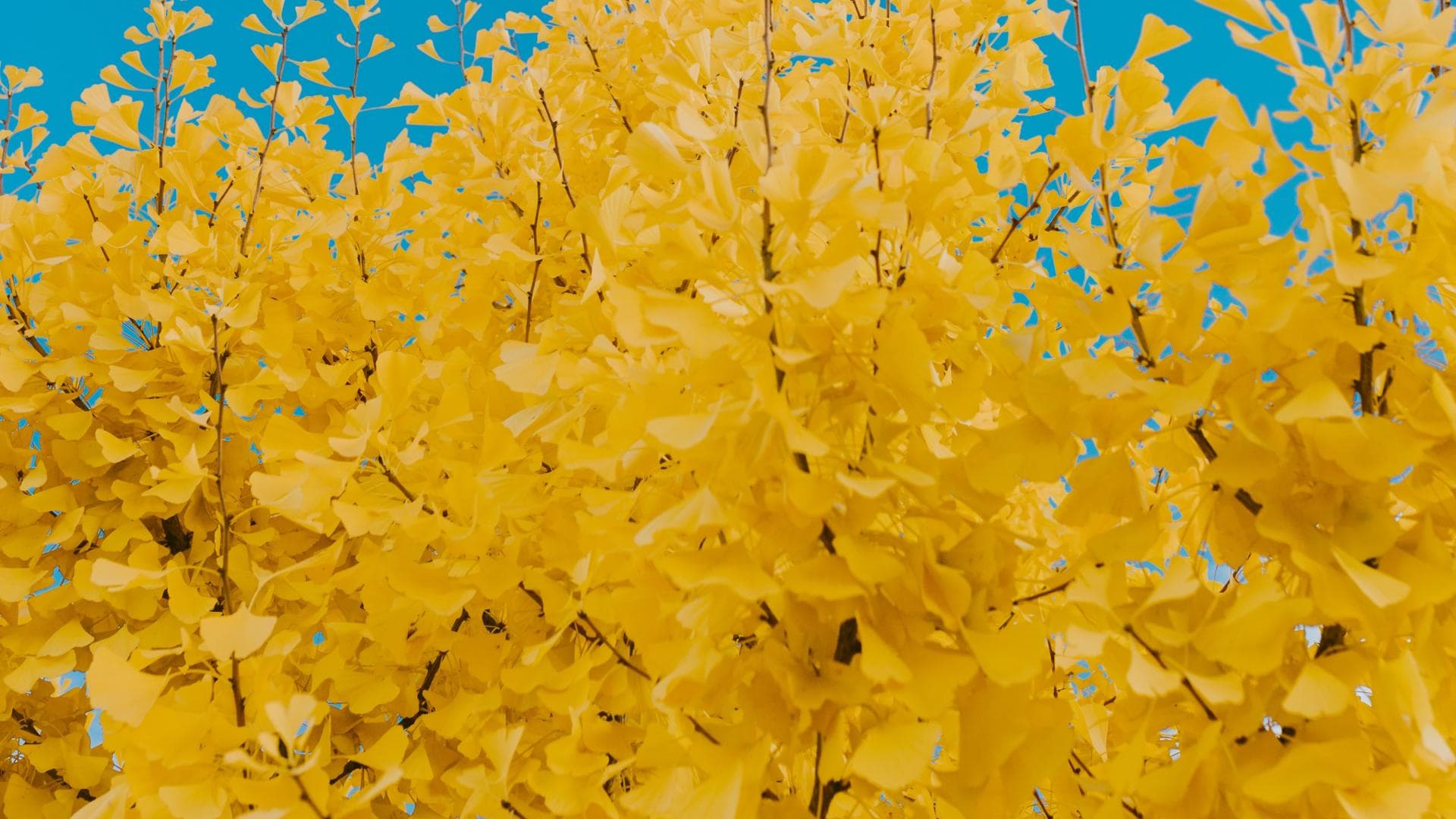 Gelbe Ginkgoblätter