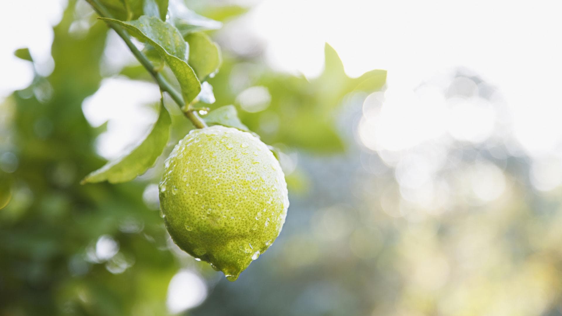 Limette Limette