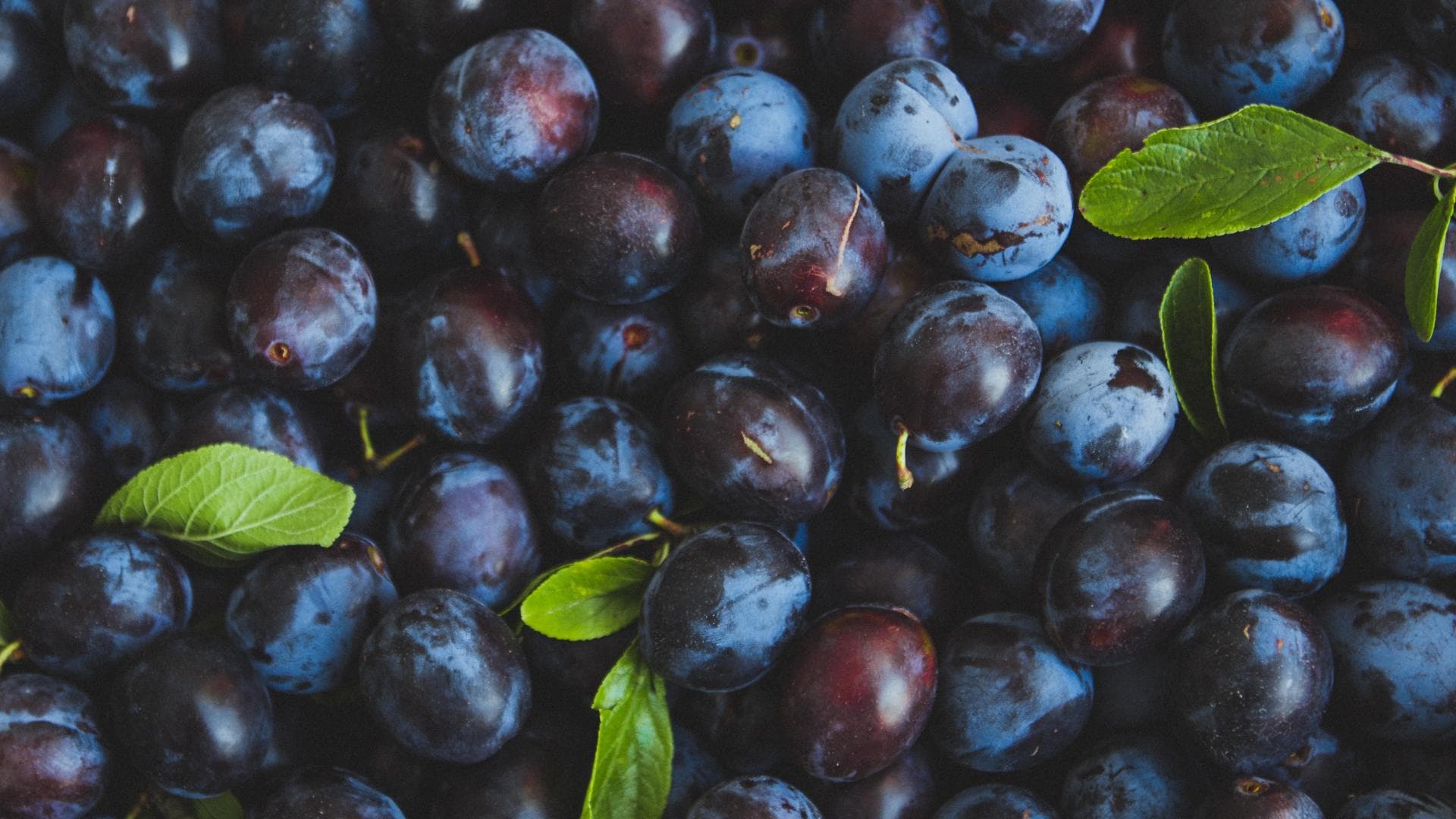 viele blaue Pflaumen auf einem Haufen