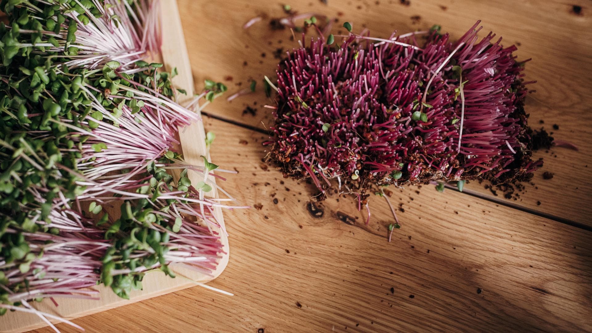 Rotkohlsprossen sind vitaminreich frische Rotkohlsprossen auf Holztisch