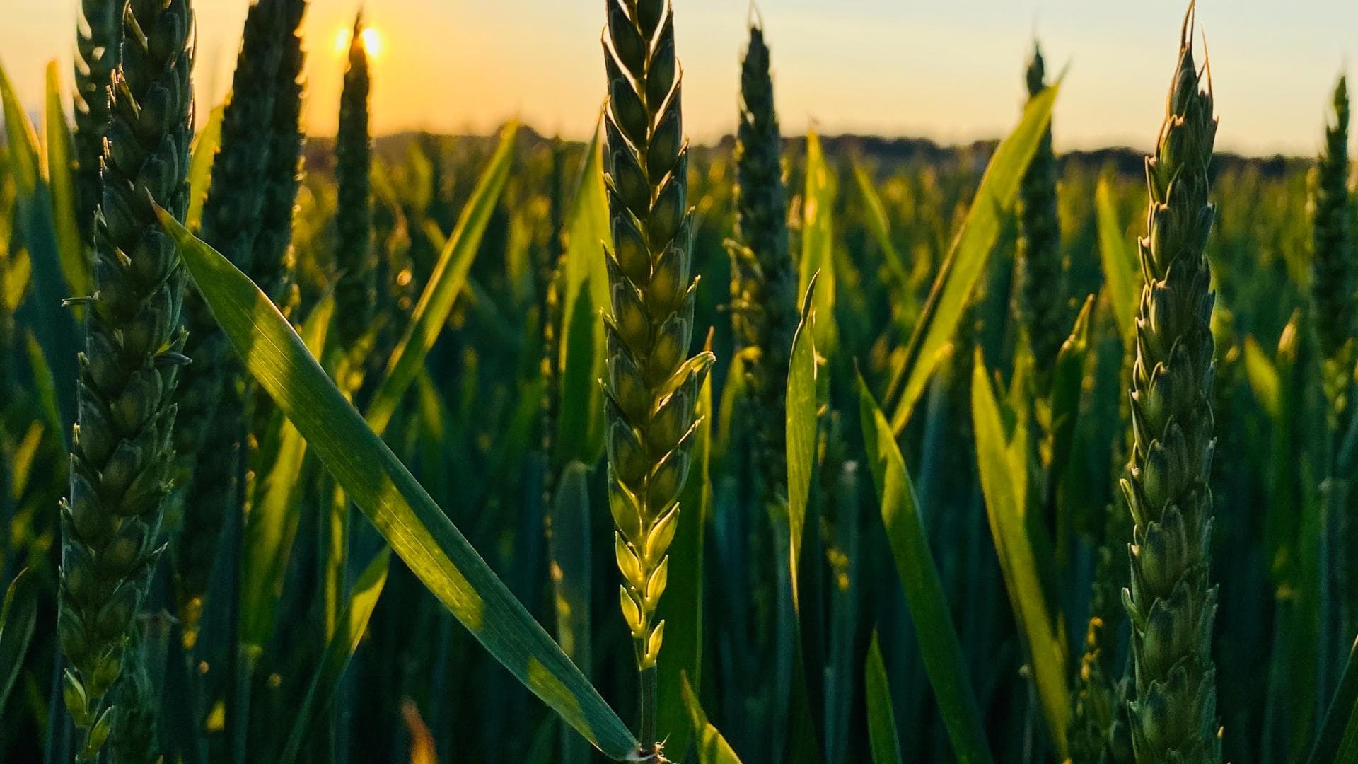 Grünes Getreide auf dem Feld