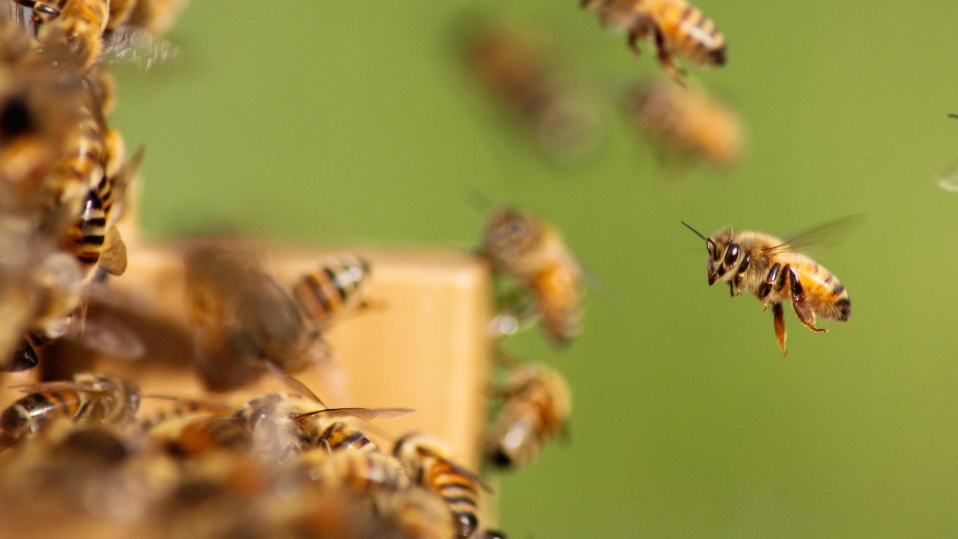 Bienen fliegen in Bienenstock