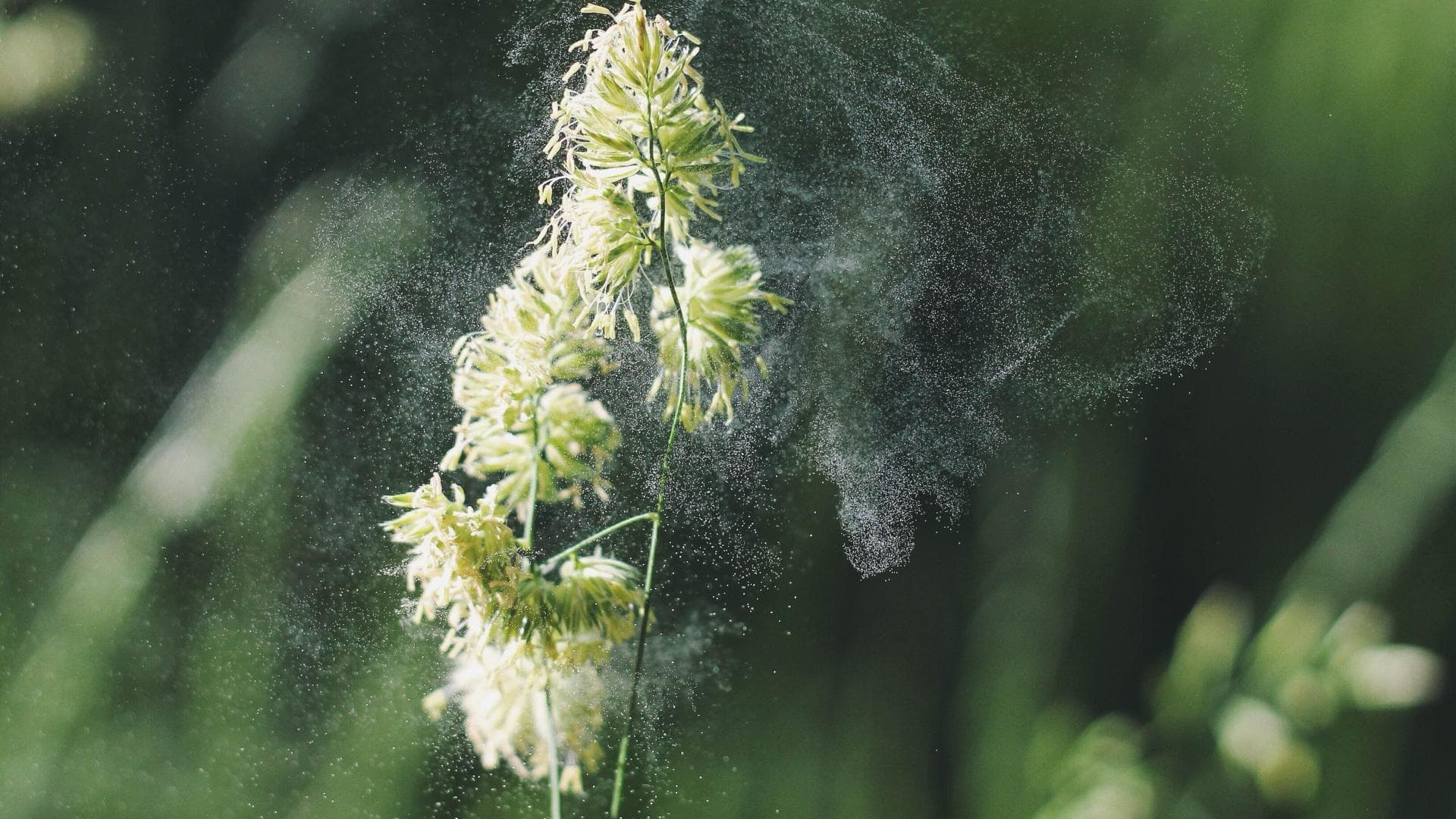 Bei Pollenallergie gilt Natrium chloratum als das Mittel bei Heuschnupfen-Beschwerden. Pollen einer Pflanze fliegen durch die Luft