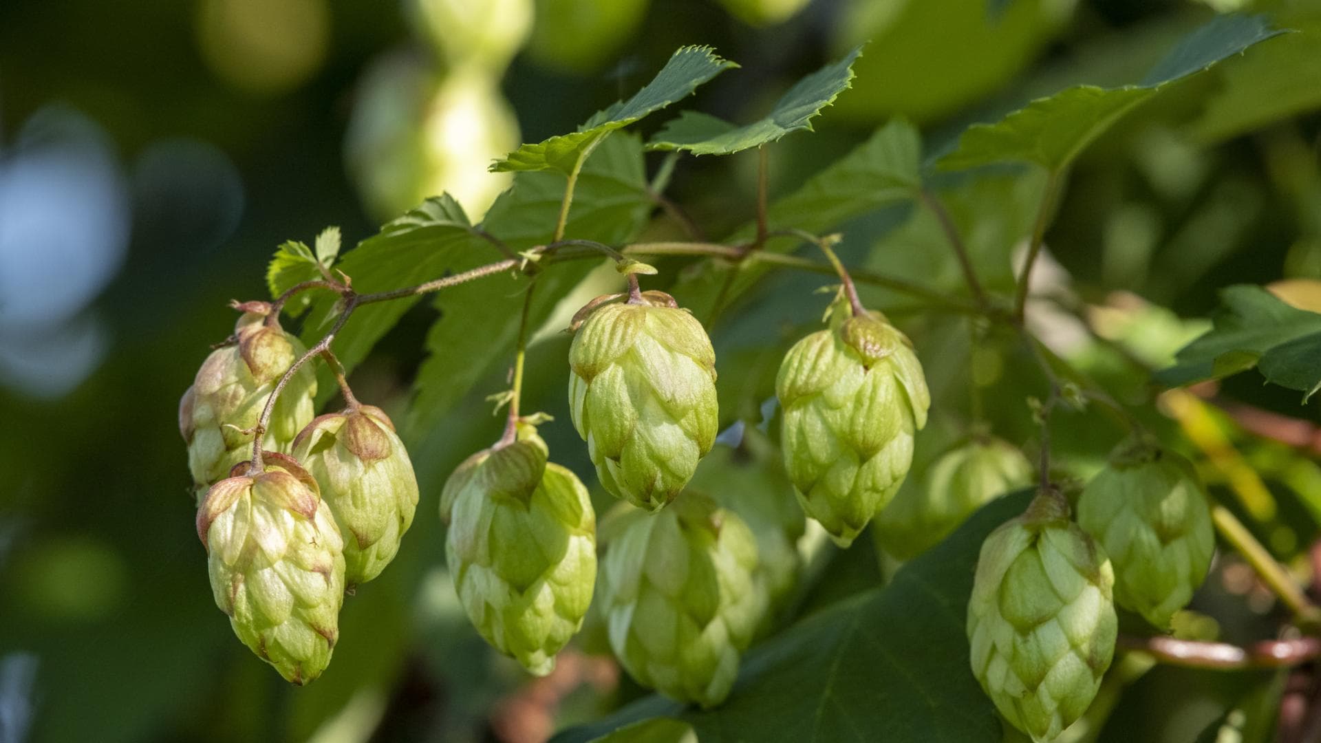 Hopfen-Blüte Hopfen-Blüte