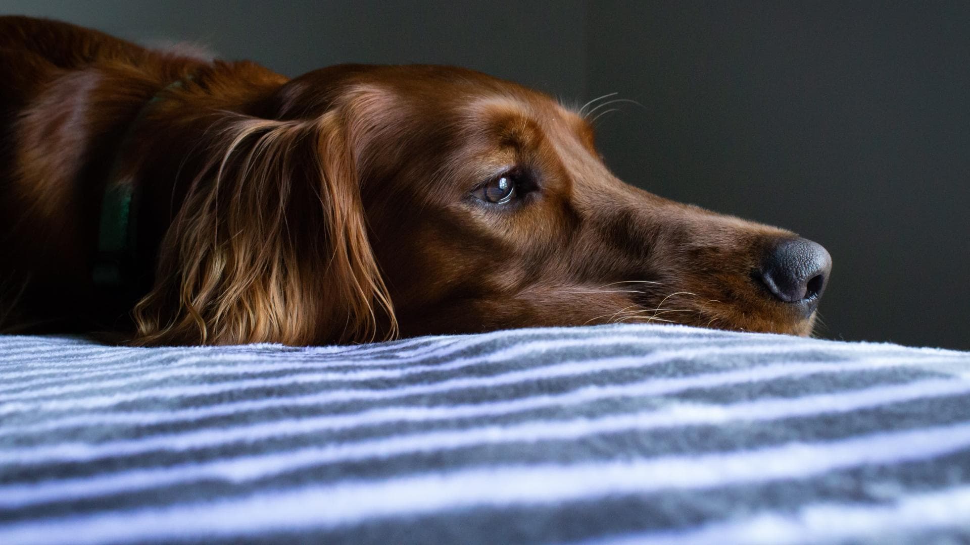 Trauriger Hund legt Kopf auf Kissen ab