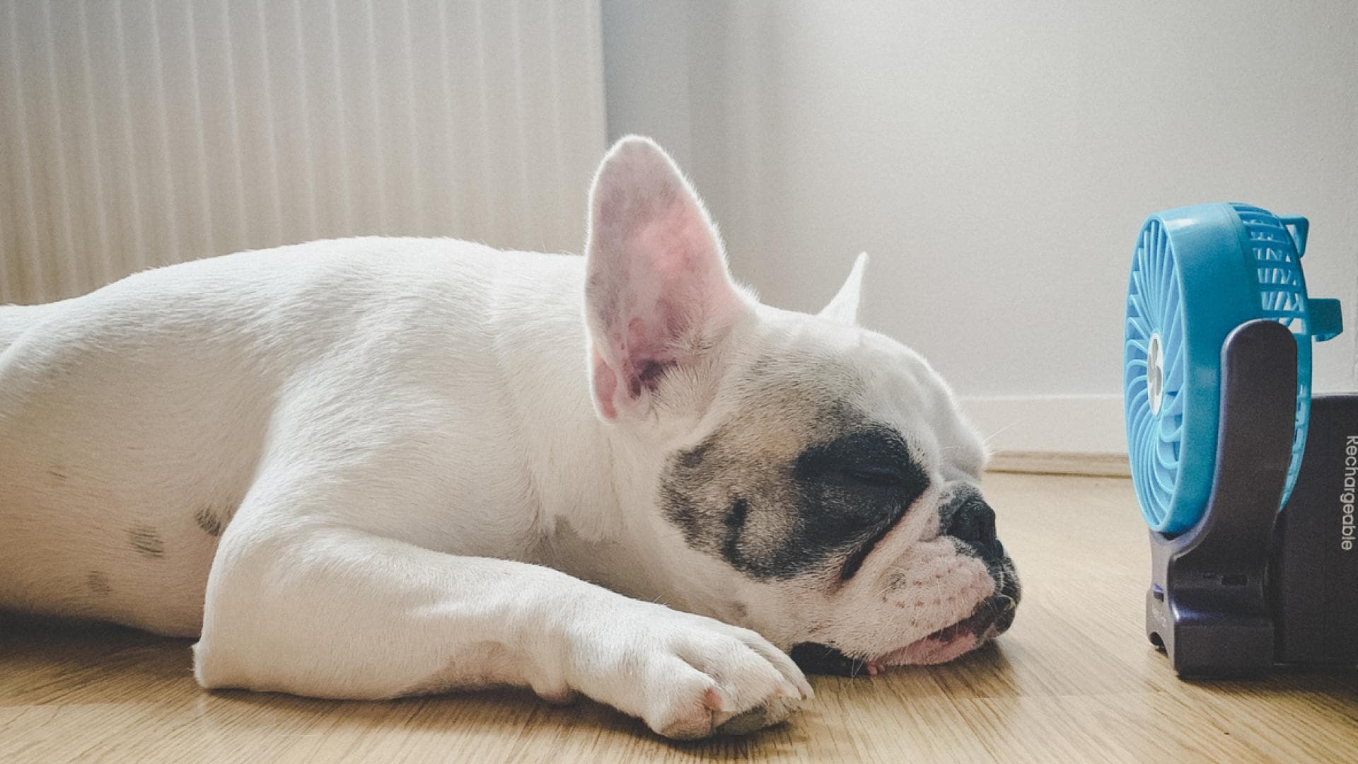 Hund kühlt sich vor Ventilator ab