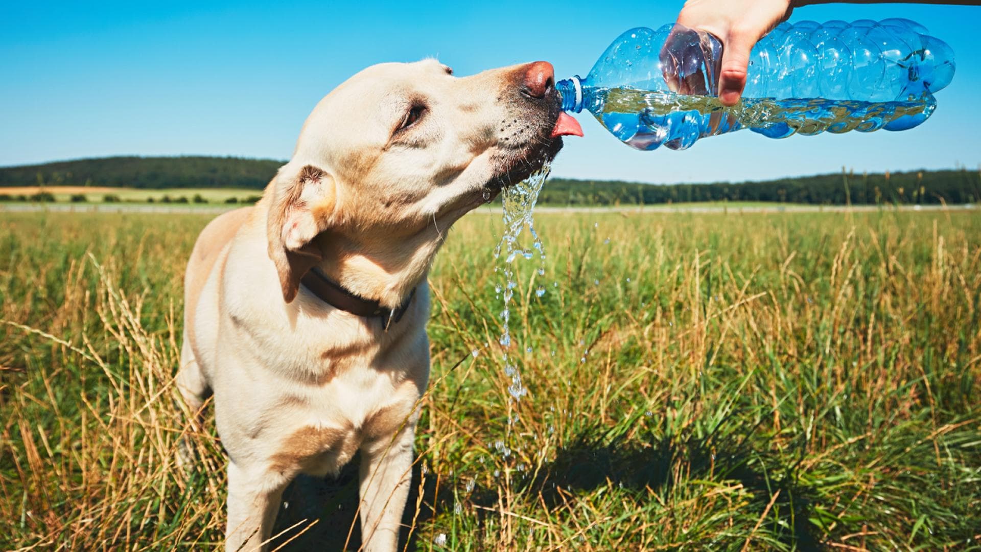 Hund trinkt Wasser aus Flasche