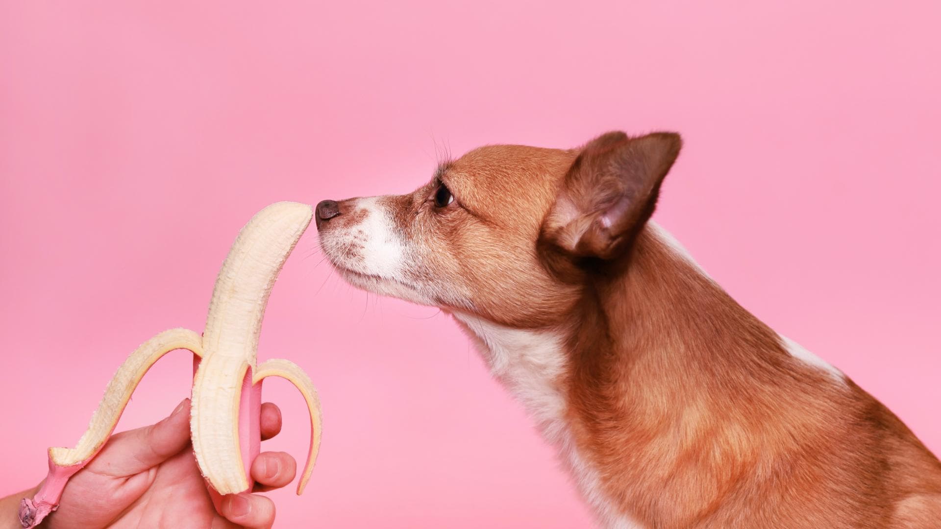 Hund schnüffelt an Banane