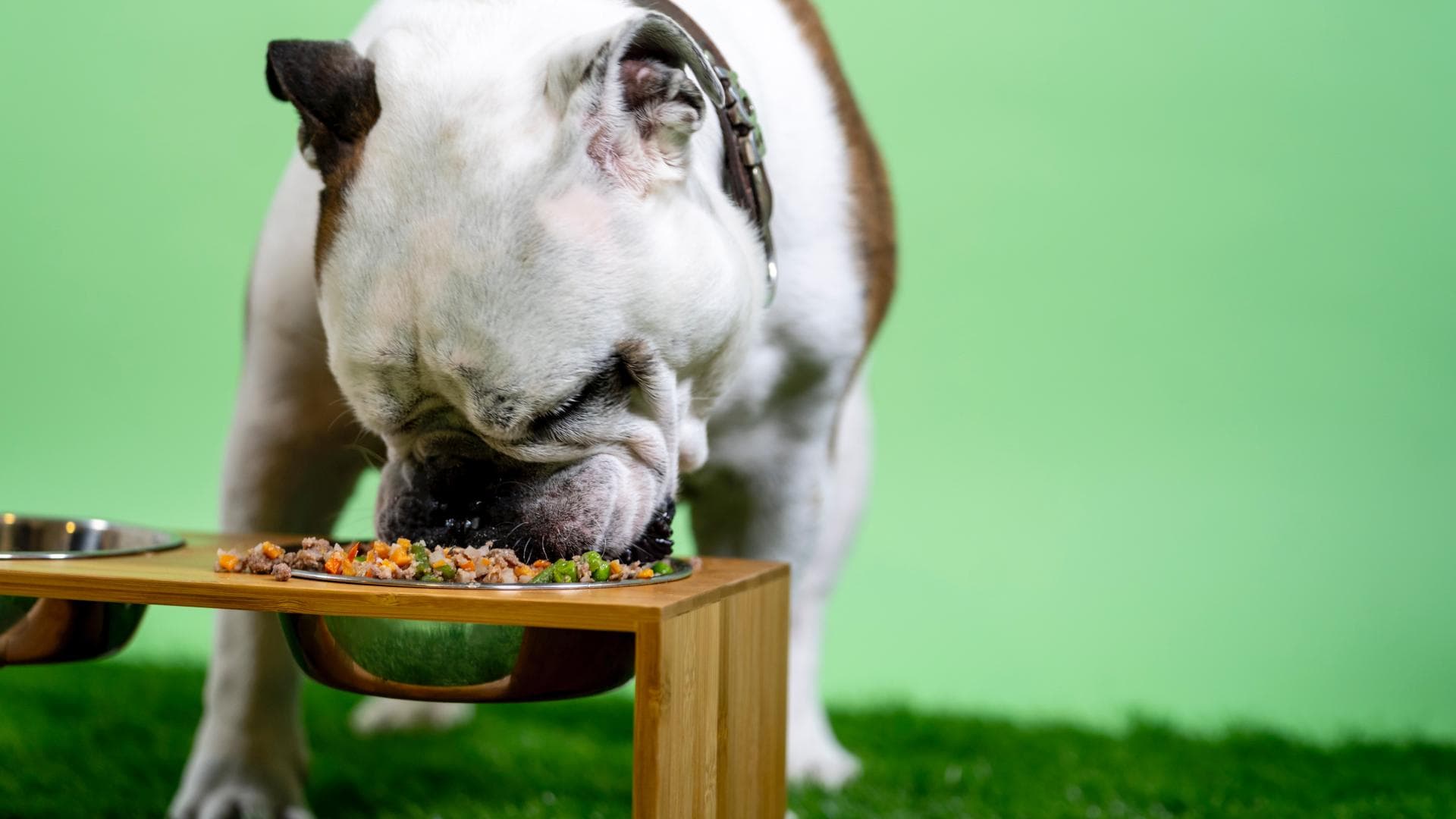 Dicker Hund isst Futter aus Napf