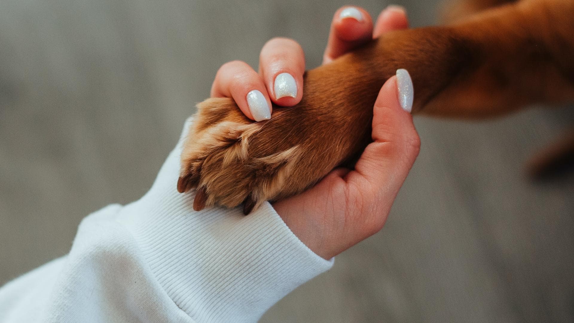 Tiergestützte Therapie kann bei Erwachsenen mit Autismus eingesetzt werden.