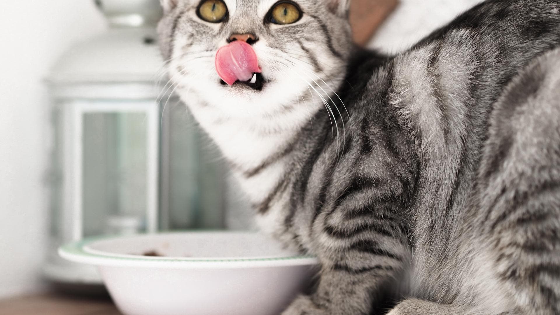 Katze frisst