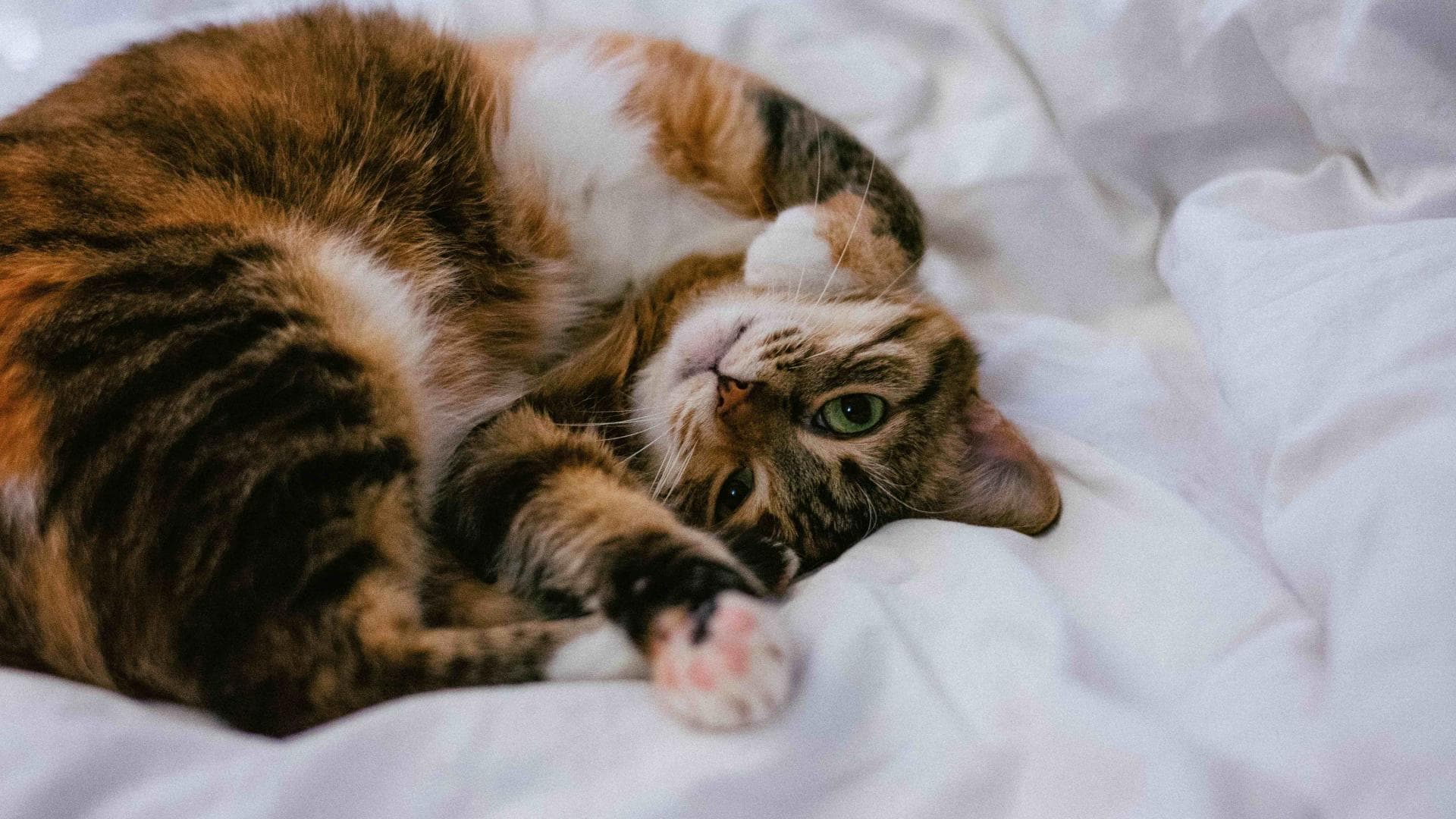 Katze im Bett