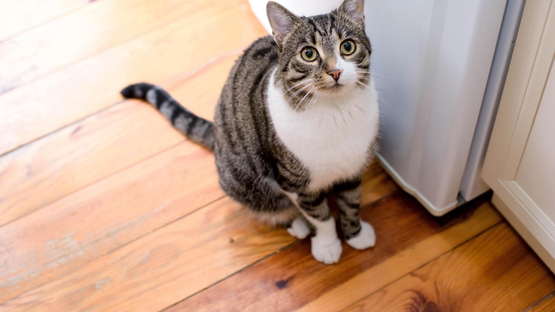 Miaut oder schreit Ihre Katze, wenn Sie das Haus verlassen, könnte sie unter Trennungsangst leiden.