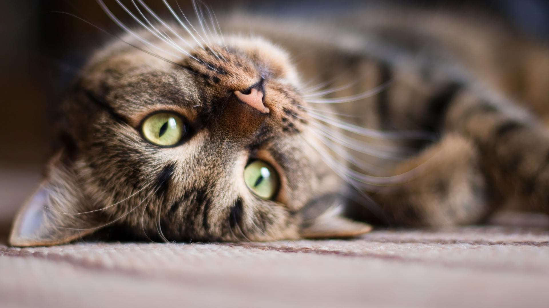 Eine Katze liegt auf dem Rücken
