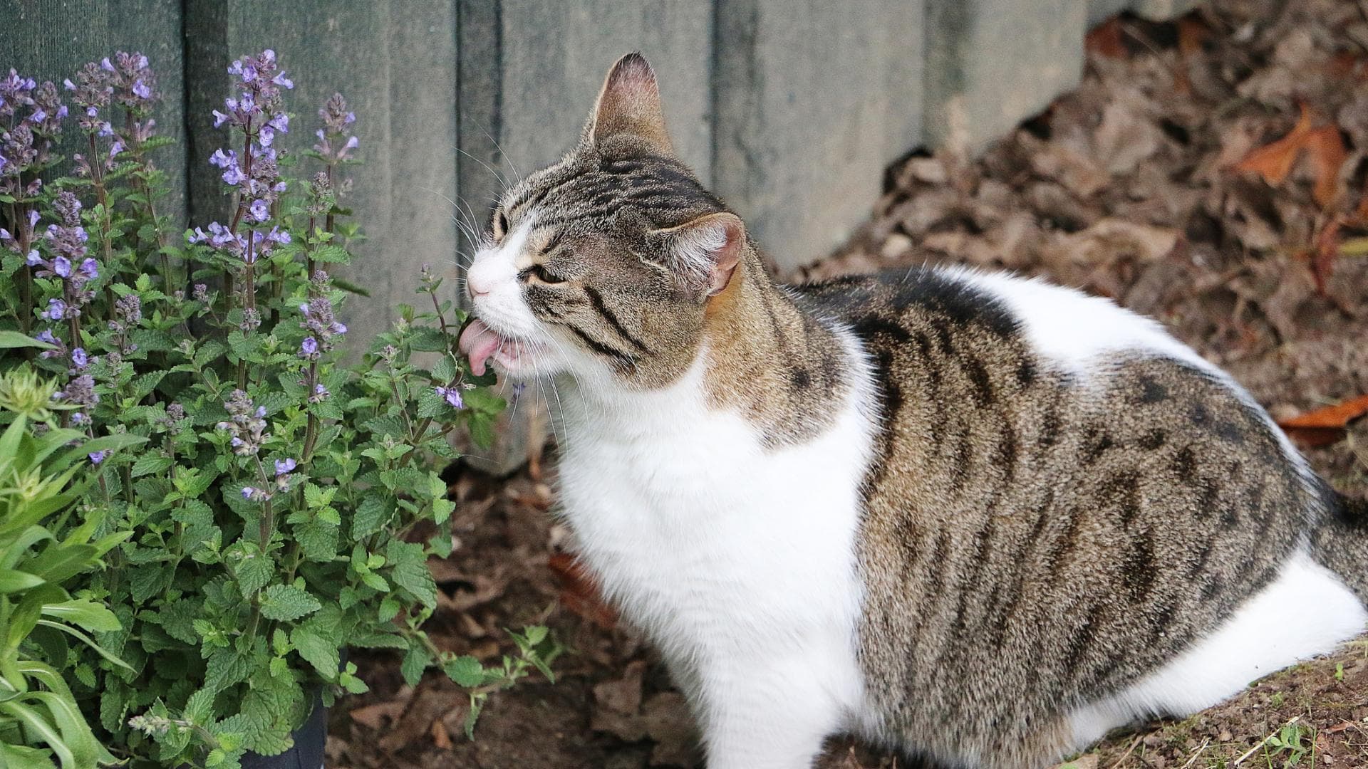 Katze frisst Katzenminze