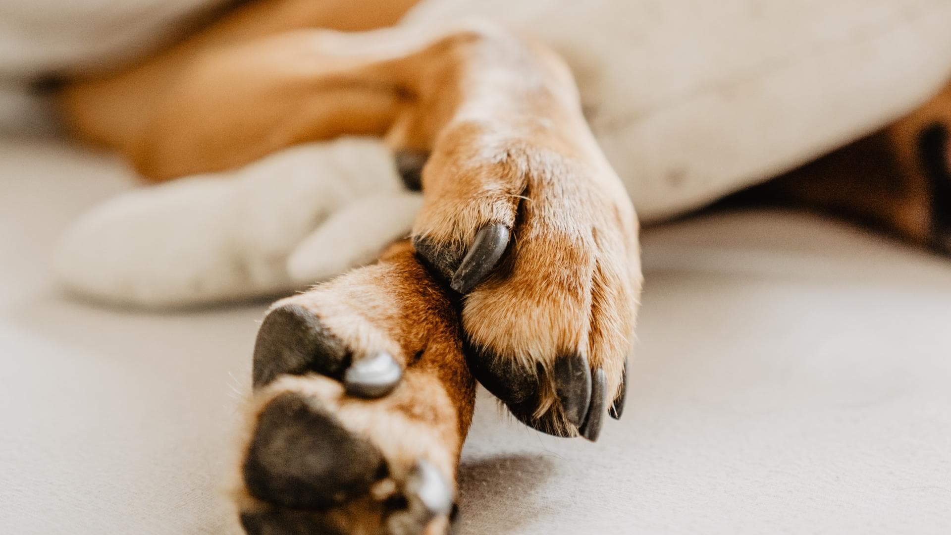 Nahaufnahme von Hundekrallen 