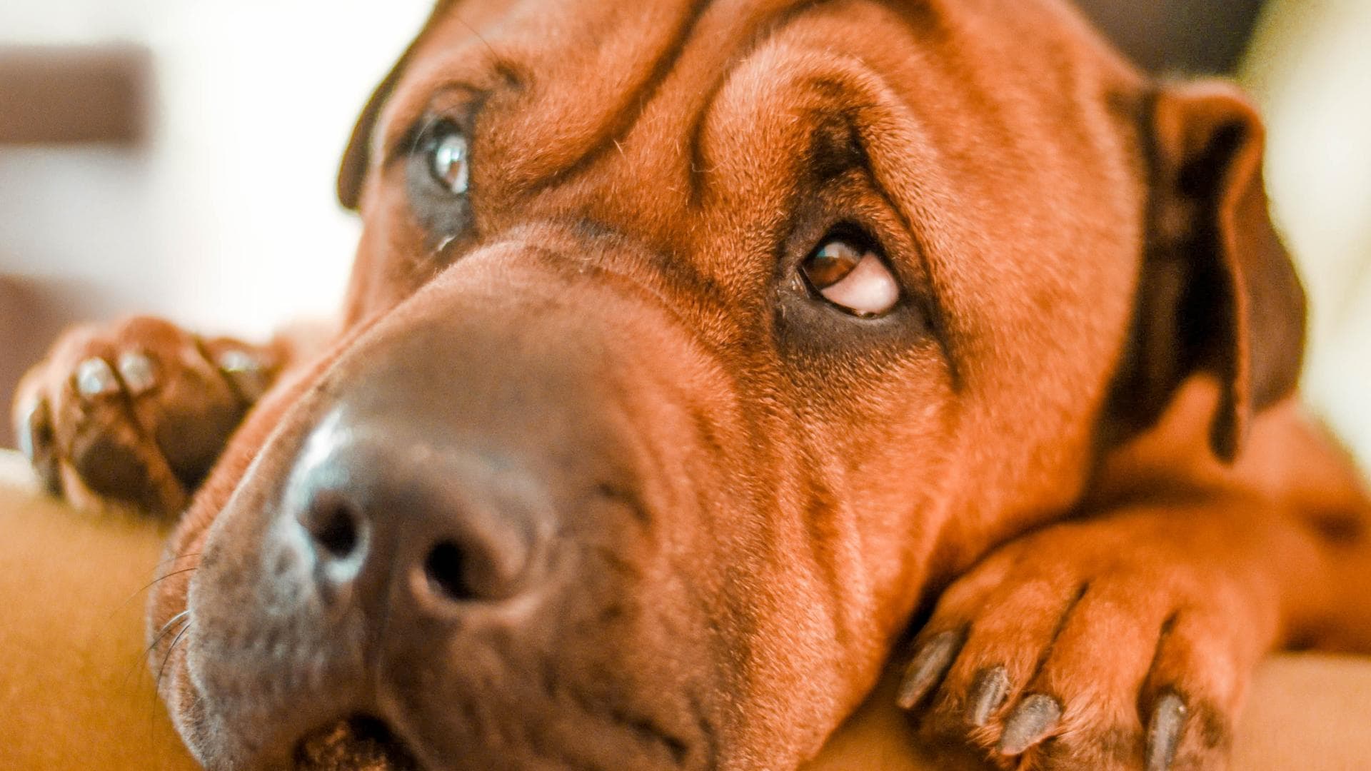 Hund legt Kopf und Pfoten auf Sofakissen ab