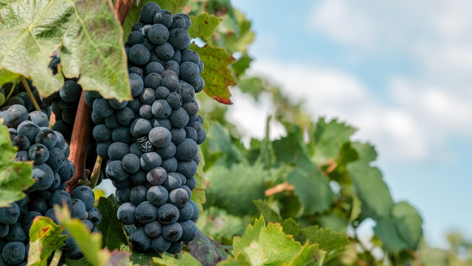 Weinrebe