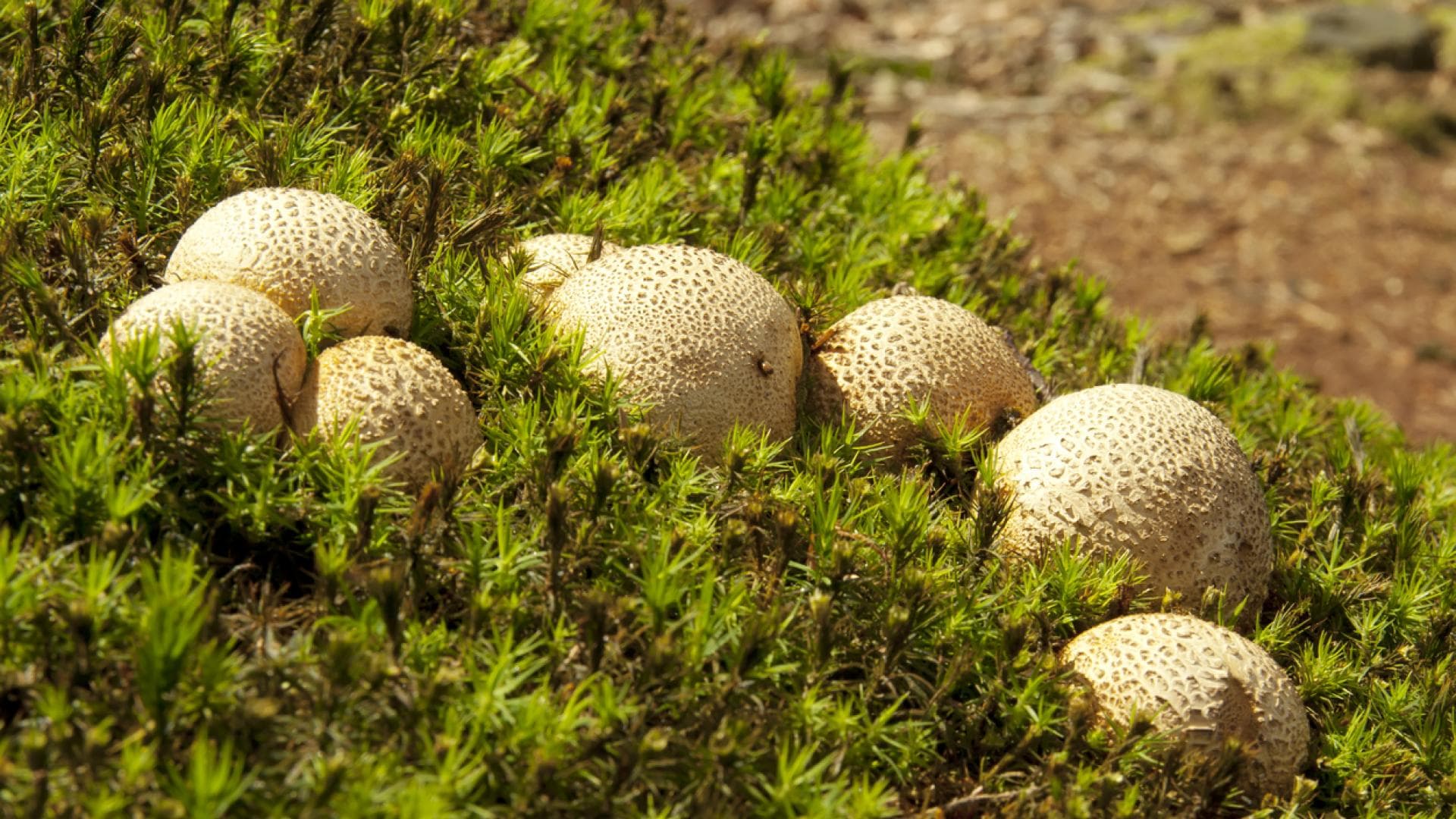 Dickschalige Kartoffelbovist