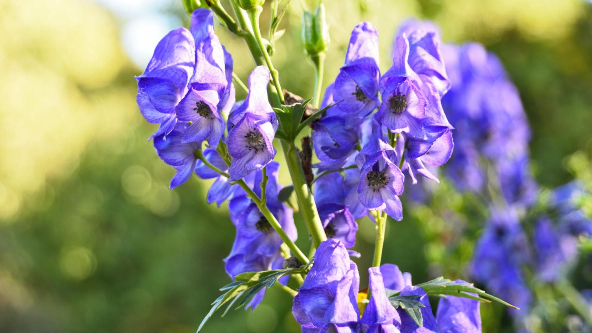 Blauer Eisenhut Blütenstand des Blauen Eisenhut
