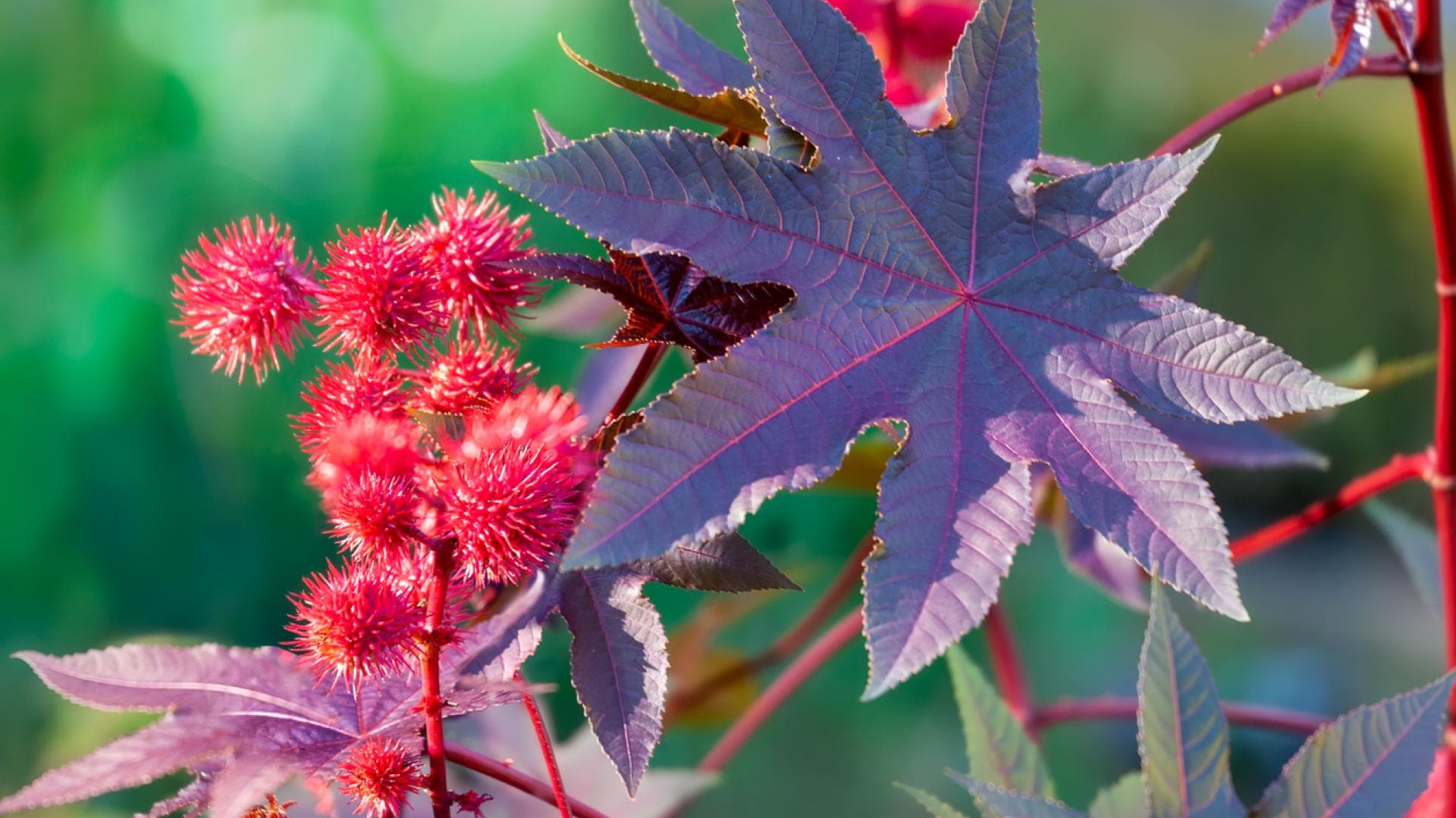 Wunderbaum Die stacheligen Früchte des Wunderbaum