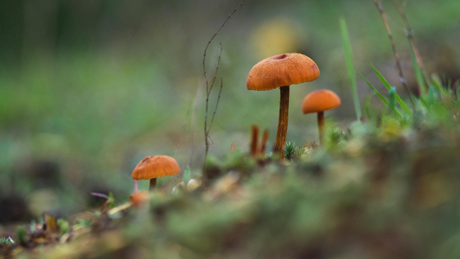Orangefuchsiger Raukopf