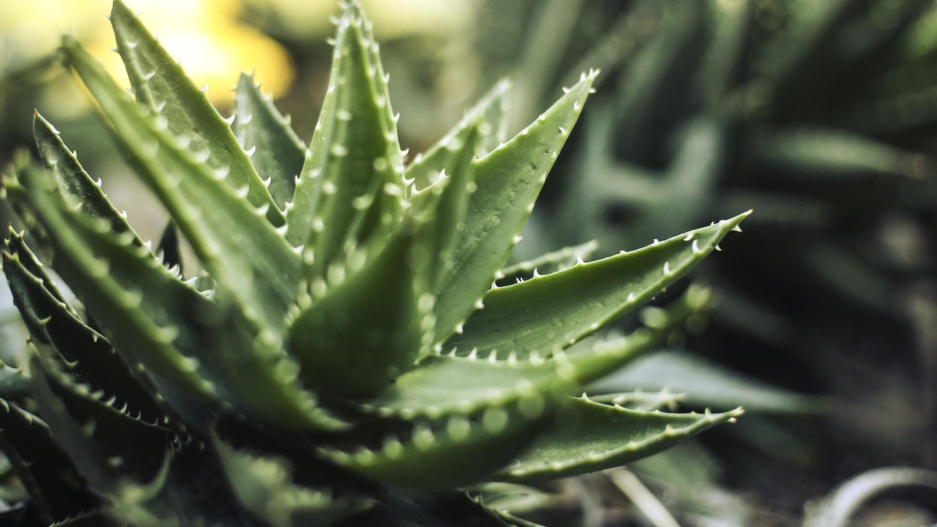 Nahaufnahme einer kleinen Aloe-Pflanze