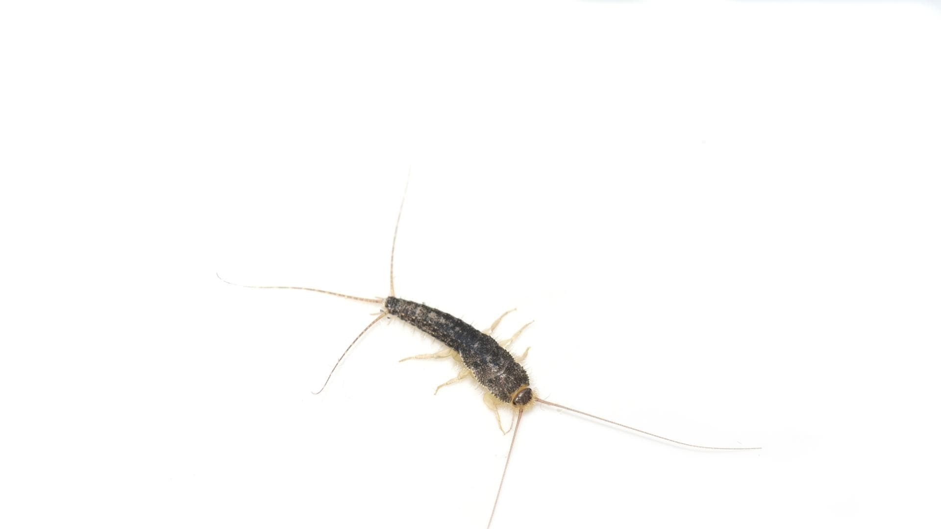 Papierfischchen