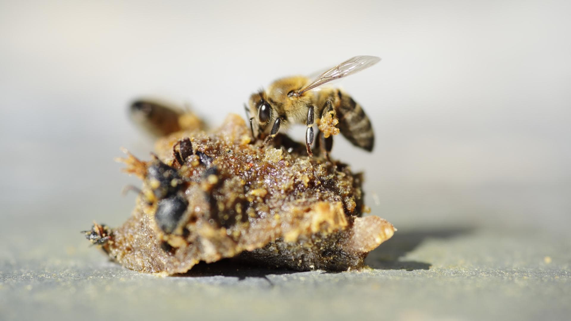 Bienen bauen mit Propolis